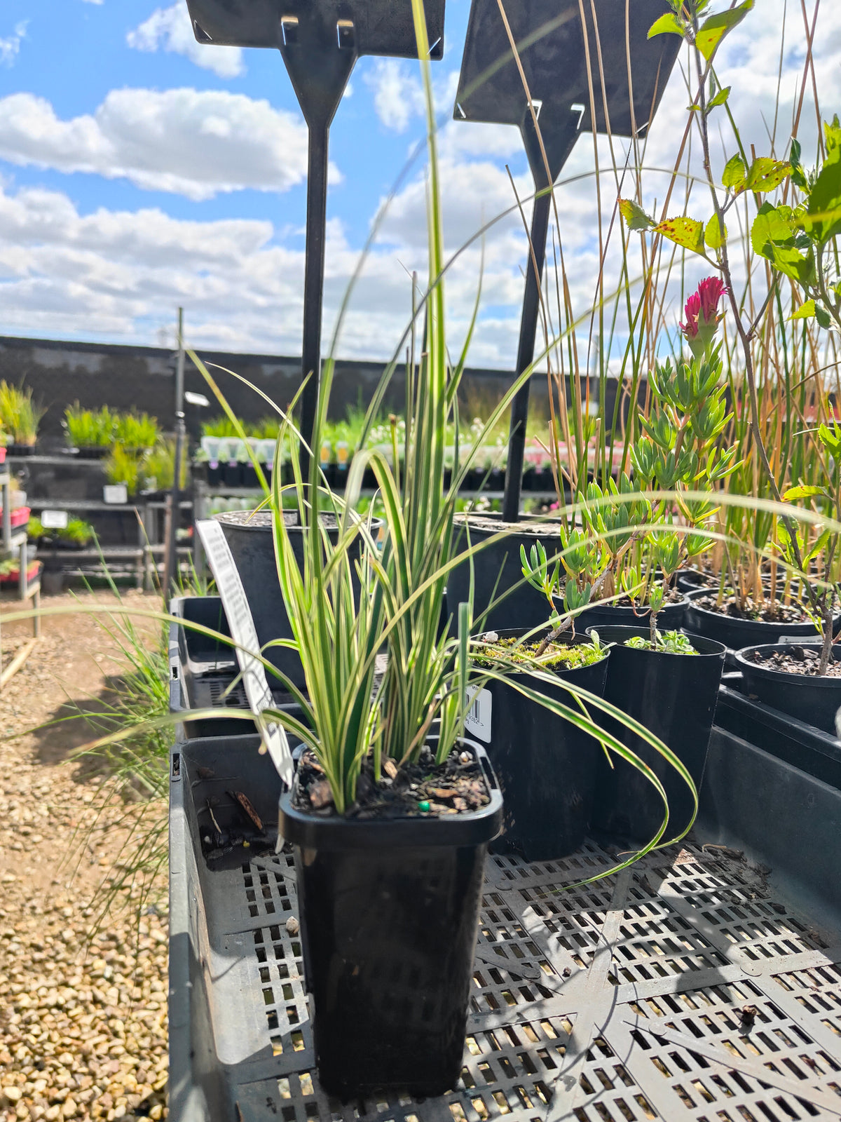 PL0063 Variegated Golden Edged Sedge, Variegated Sedge, Carex brunnea Variegata, 金边斑叶莎草、斑叶莎草, 7 cm Pot