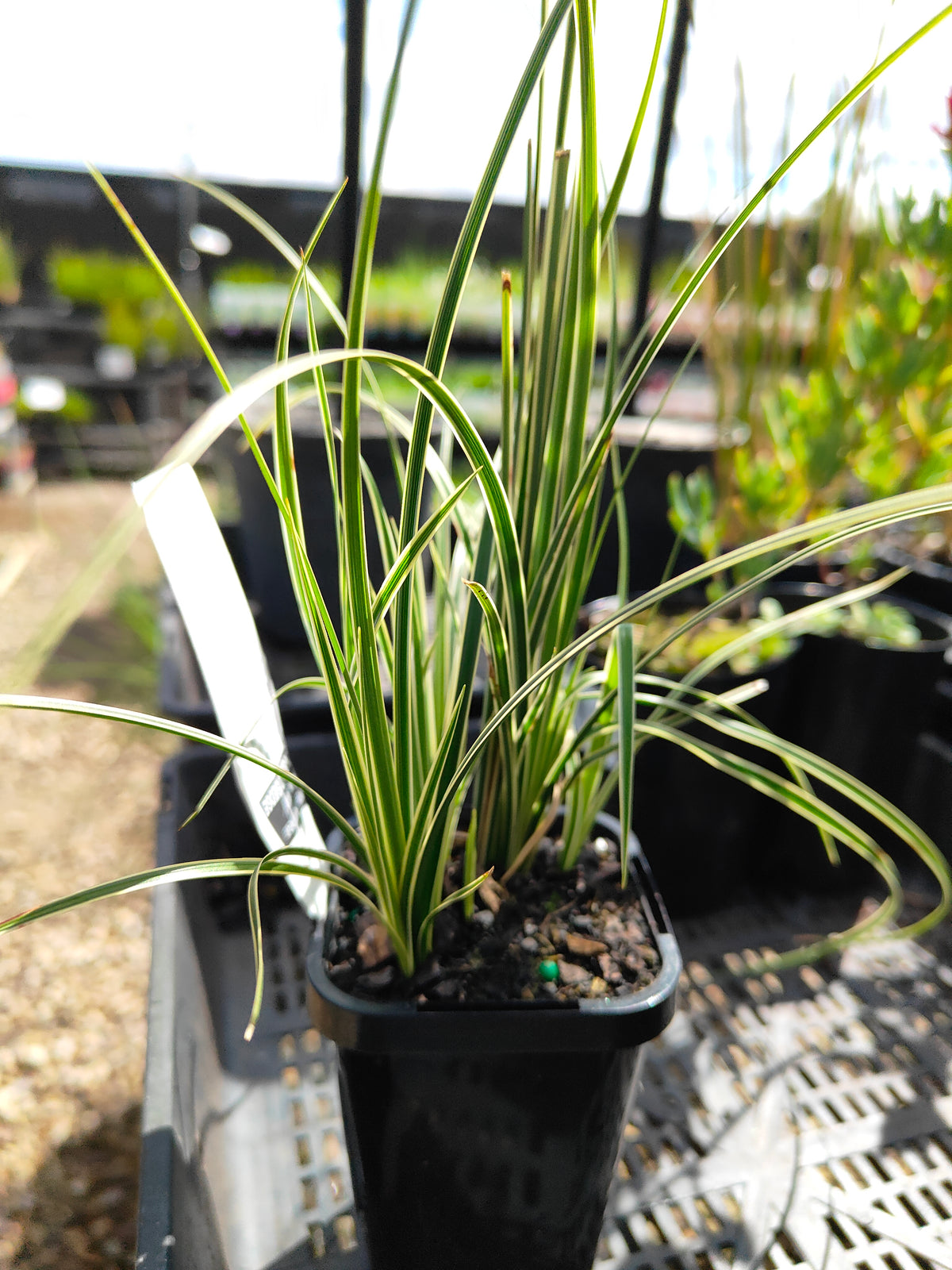 PL0063 Variegated Golden Edged Sedge, Variegated Sedge, Carex brunnea Variegata, 金边斑叶莎草、斑叶莎草, 7 cm Pot