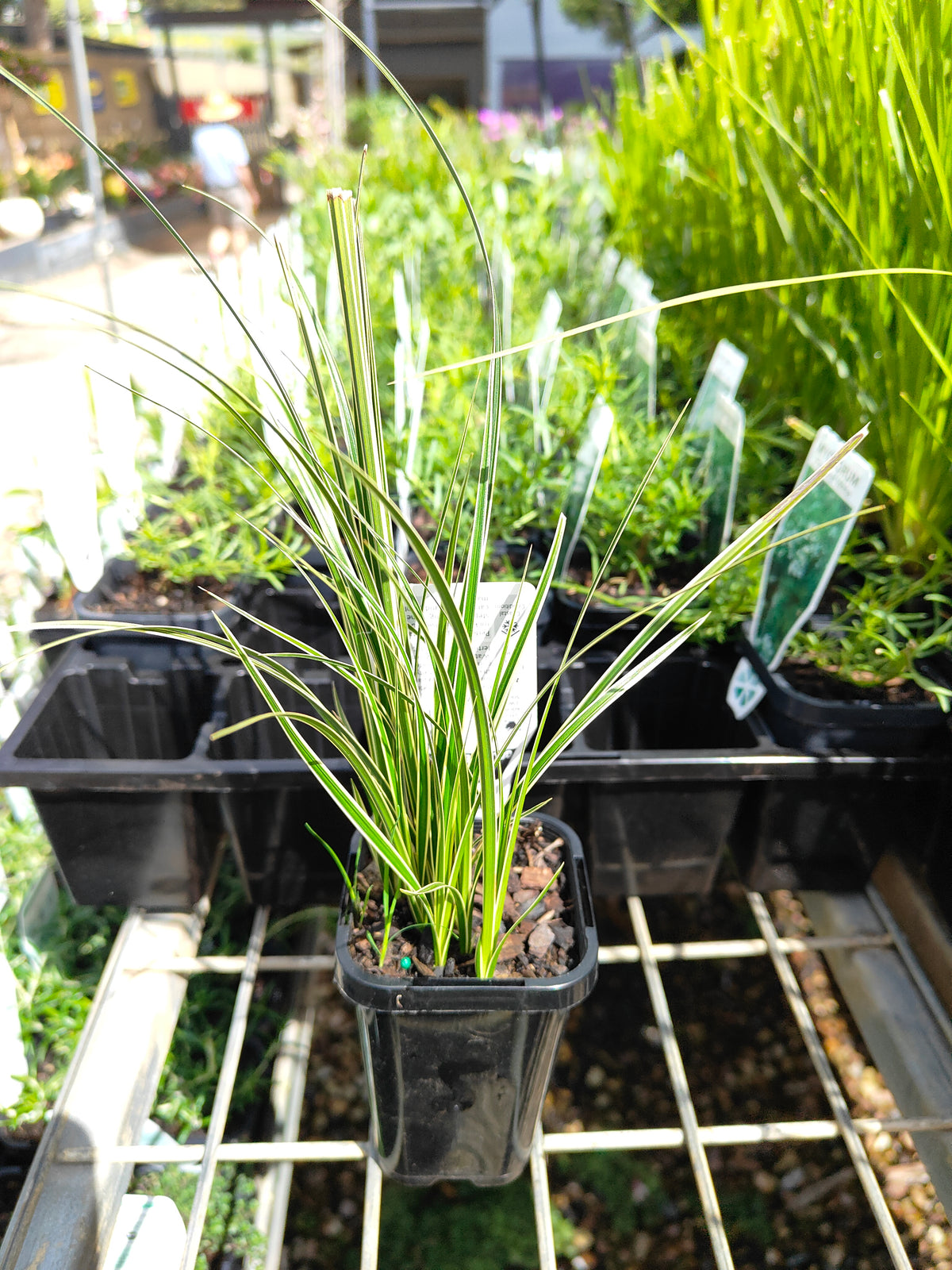 PL0063 Variegated Golden Edged Sedge, Variegated Sedge, Carex brunnea Variegata, 金边斑叶莎草、斑叶莎草, 7 cm Pot