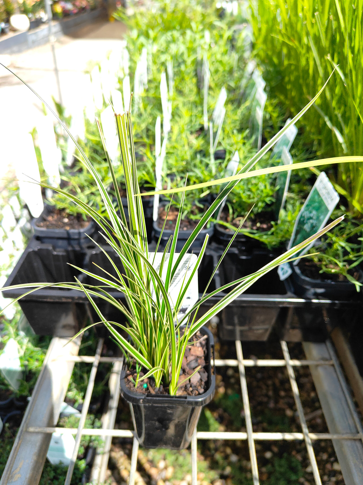 PL0063 Variegated Golden Edged Sedge, Variegated Sedge, Carex brunnea Variegata, 金边斑叶莎草、斑叶莎草, 7 cm Pot