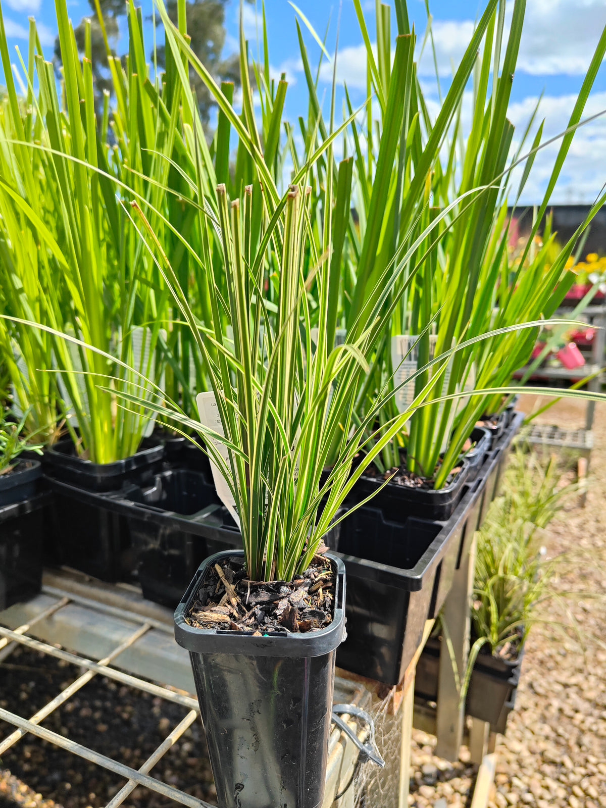 PL0063 Variegated Golden Edged Sedge, Variegated Sedge, Carex brunnea Variegata, 金边斑叶莎草、斑叶莎草, 7 cm Pot