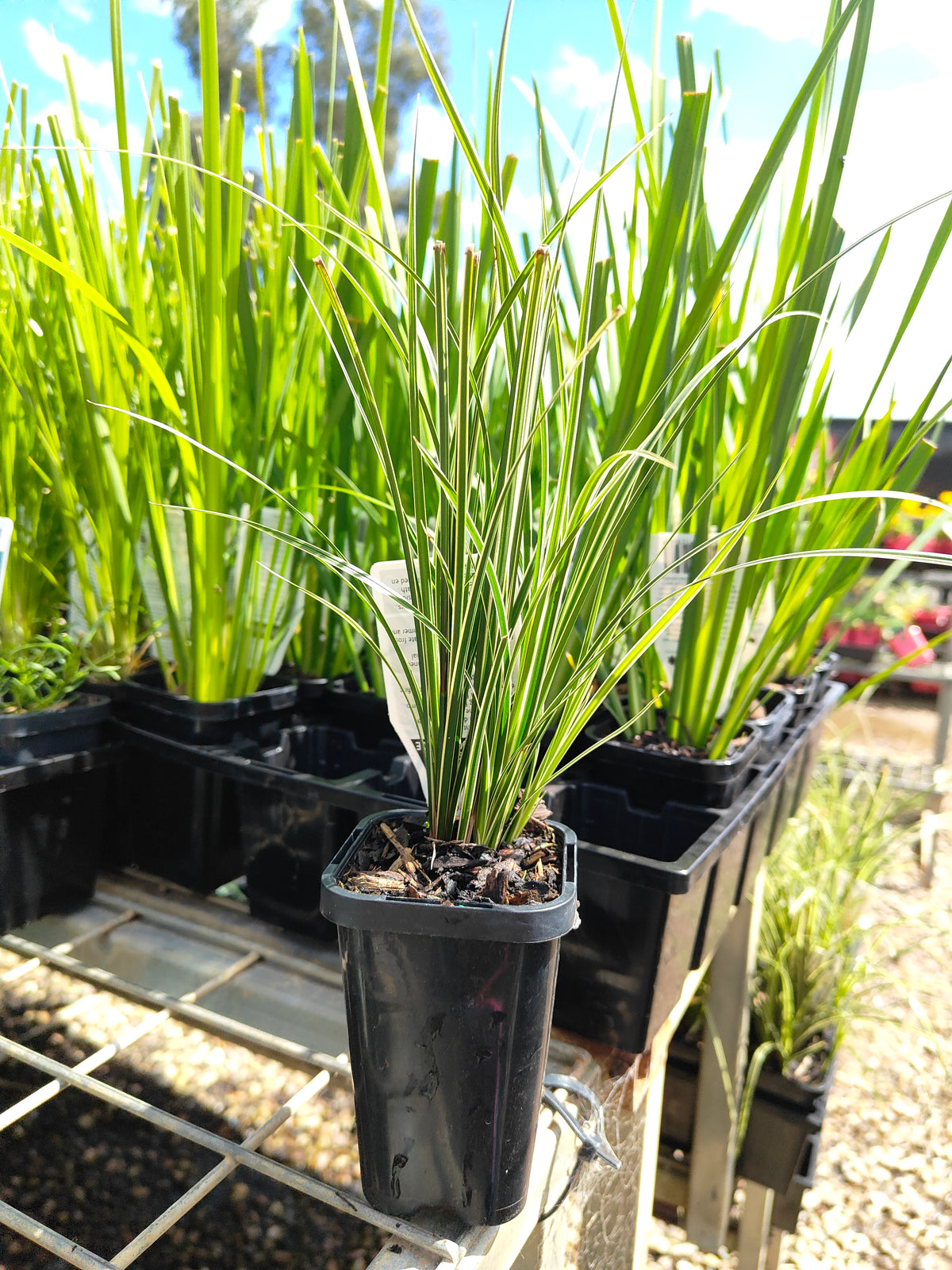 PL0063 Variegated Golden Edged Sedge, Variegated Sedge, Carex brunnea Variegata, 金边斑叶莎草、斑叶莎草, 7 cm Pot