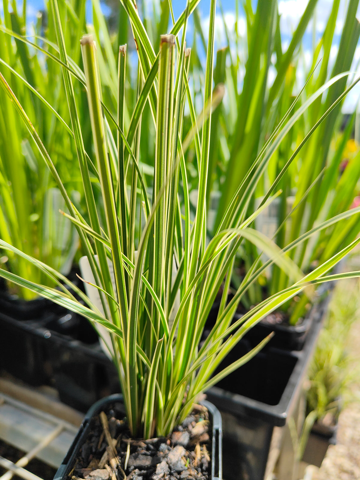 PL0063 Variegated Golden Edged Sedge, Variegated Sedge, Carex brunnea Variegata, 金边斑叶莎草、斑叶莎草, 7 cm Pot