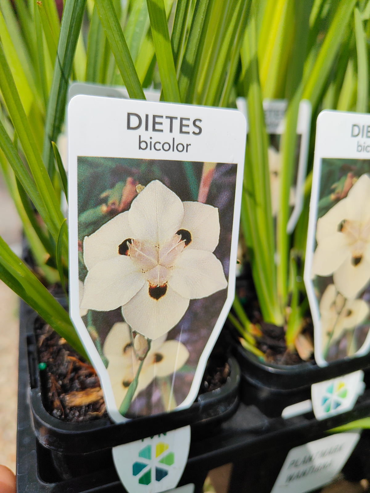 PL0062 Syn Moraea bicolor, Iris bicolor, African Iris, Fortnight Lily, Peacock Flower, Dietes bicolor, 非洲鸢尾、双周百合、孔雀花, 7 cm Pot