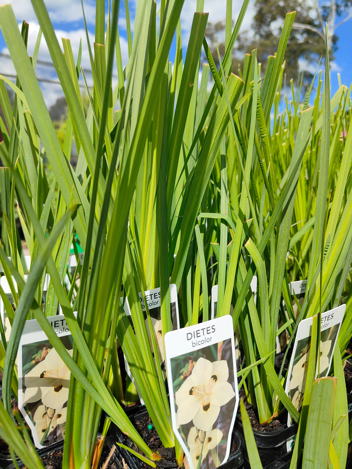 PL0062 Syn Moraea bicolor, Iris bicolor, African Iris, Fortnight Lily, Peacock Flower, Dietes bicolor, 非洲鸢尾、双周百合、孔雀花, 7 cm Pot