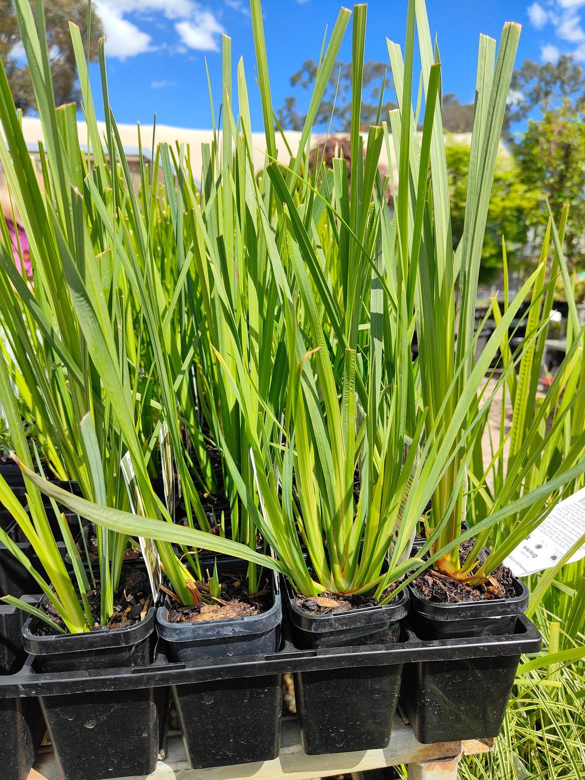 PL0062 Syn Moraea bicolor, Iris bicolor, African Iris, Fortnight Lily, Peacock Flower, Dietes bicolor, 非洲鸢尾、双周百合、孔雀花, 7 cm Pot