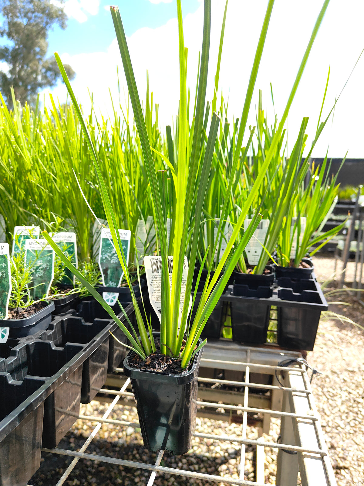 PL0062 Syn Moraea bicolor, Iris bicolor, African Iris, Fortnight Lily, Peacock Flower, Dietes bicolor, 非洲鸢尾、双周百合、孔雀花, 7 cm Pot