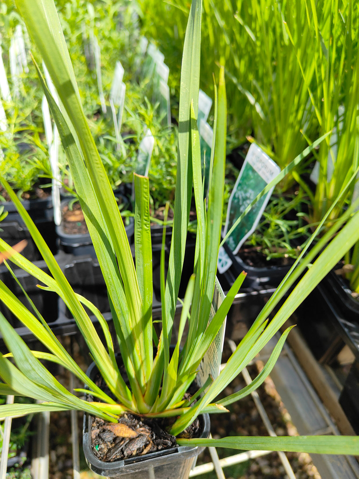 PL0062 Syn Moraea bicolor, Iris bicolor, African Iris, Fortnight Lily, Peacock Flower, Dietes bicolor, 非洲鸢尾、双周百合、孔雀花, 7 cm Pot