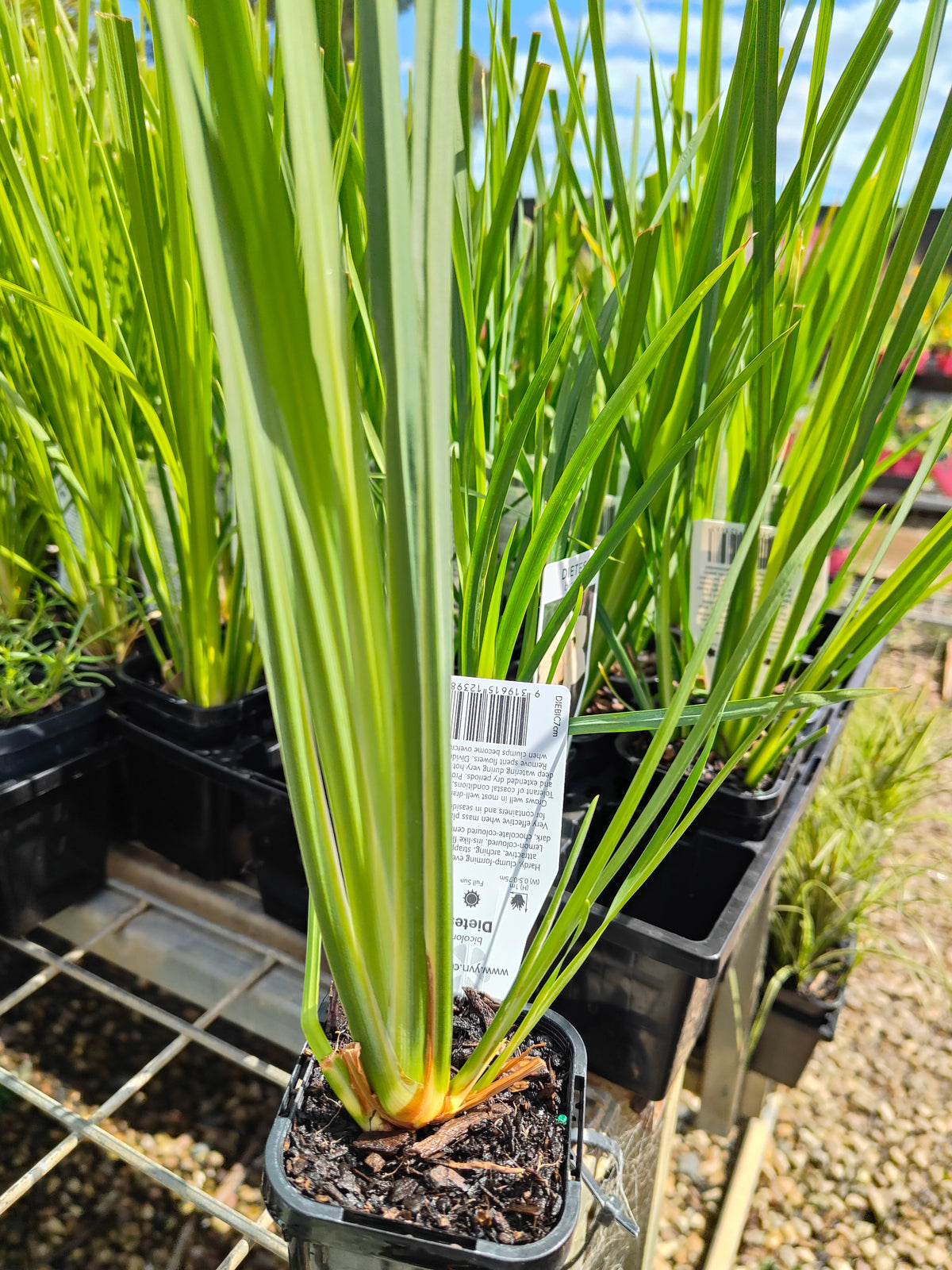 PL0062 Syn Moraea bicolor, Iris bicolor, African Iris, Fortnight Lily, Peacock Flower, Dietes bicolor, 非洲鸢尾、双周百合、孔雀花, 7 cm Pot