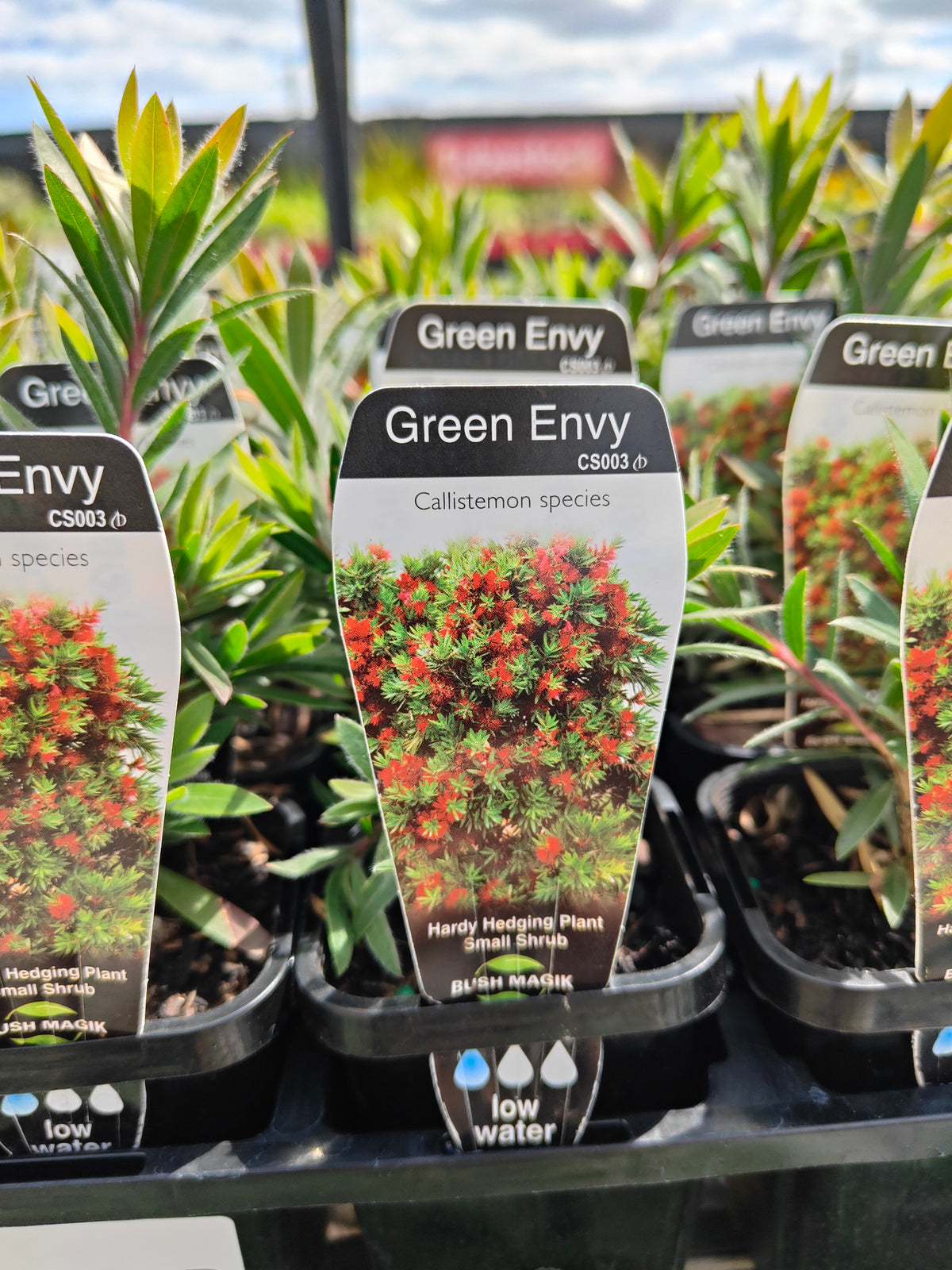 PL0060 Weeping Bottlebrush, Creek Bottlebrush, Callistemon viminalis Green Envy, 垂枝红千层、溪边红千层, 7 cm Pot