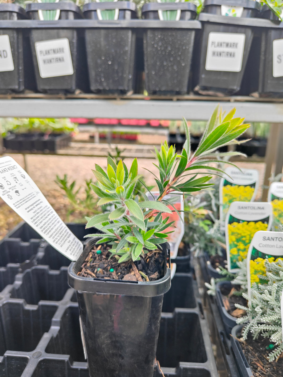 PL0060 Weeping Bottlebrush, Creek Bottlebrush, Callistemon viminalis Green Envy, 垂枝红千层、溪边红千层, 7 cm Pot