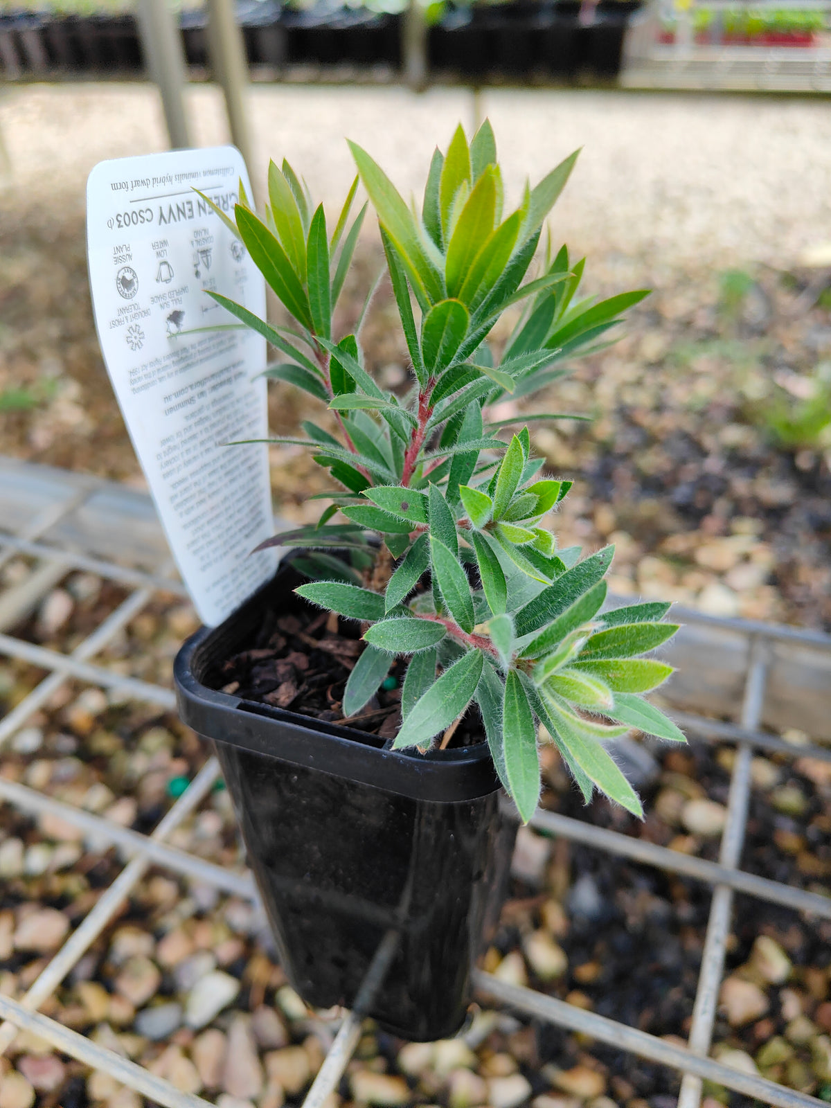 PL0060 Weeping Bottlebrush, Creek Bottlebrush, Callistemon viminalis Green Envy, 垂枝红千层、溪边红千层, 7 cm Pot