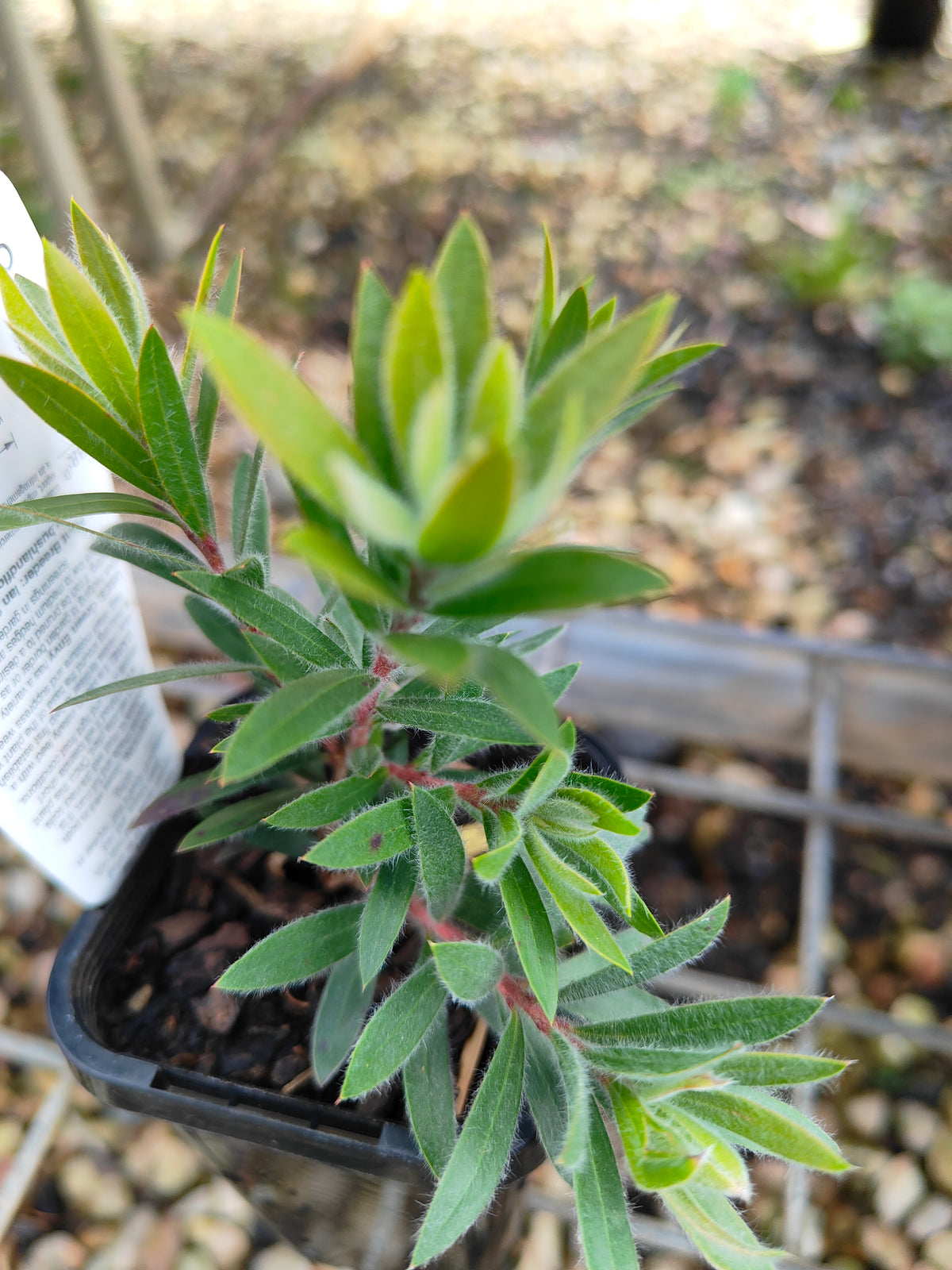 PL0060 Weeping Bottlebrush, Creek Bottlebrush, Callistemon viminalis Green Envy, 垂枝红千层、溪边红千层, 7 cm Pot