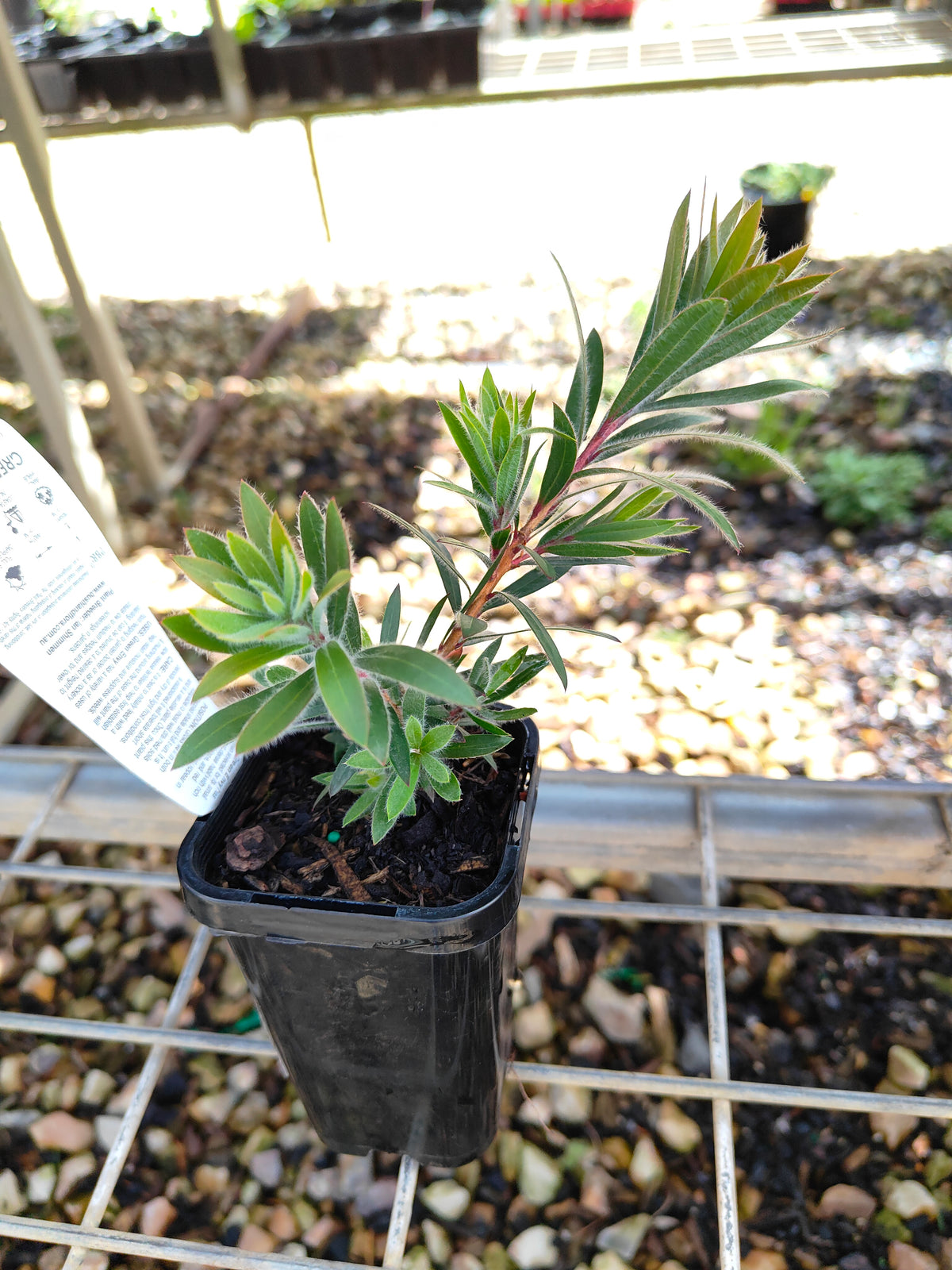 PL0060 Weeping Bottlebrush, Creek Bottlebrush, Callistemon viminalis Green Envy, 垂枝红千层、溪边红千层, 7 cm Pot