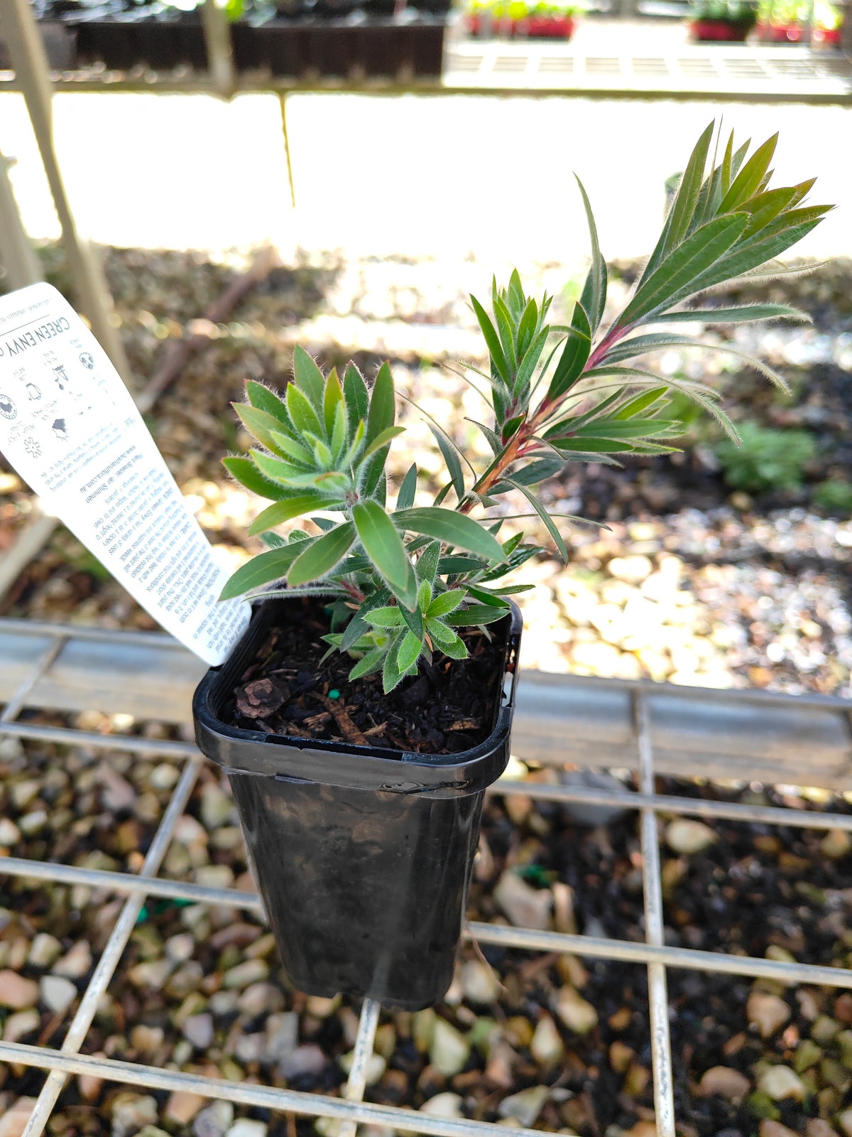 PL0060 Weeping Bottlebrush, Creek Bottlebrush, Callistemon viminalis Green Envy, 垂枝红千层、溪边红千层, 7 cm Pot