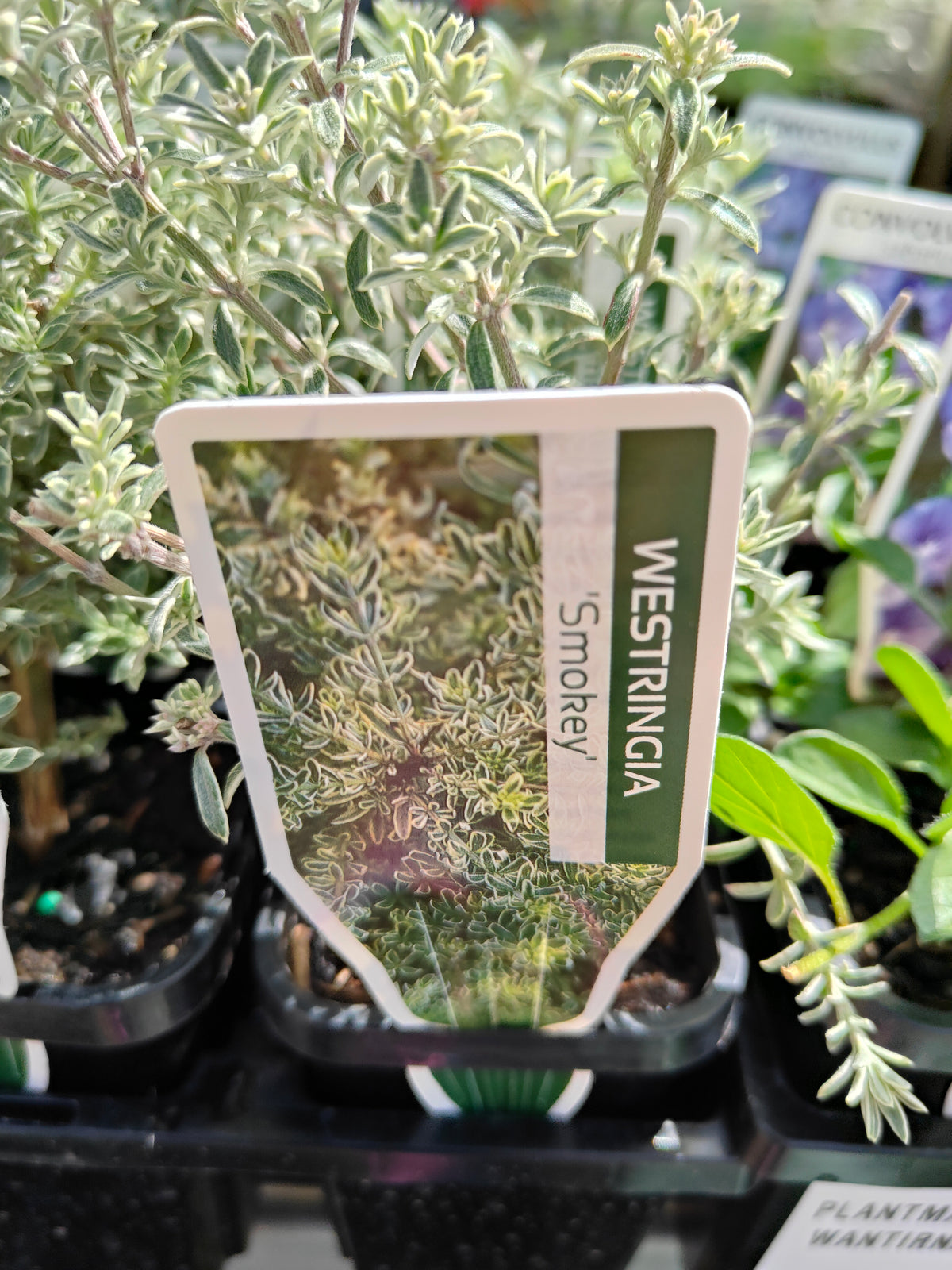 PL0058 Native Rosemary, Coastal Rosemary, Coast Rosemary, Westringia fruticosa Smokey, 澳洲迷迭香、海滨迷迭香、沿海迷迭香, 7 cm Pot