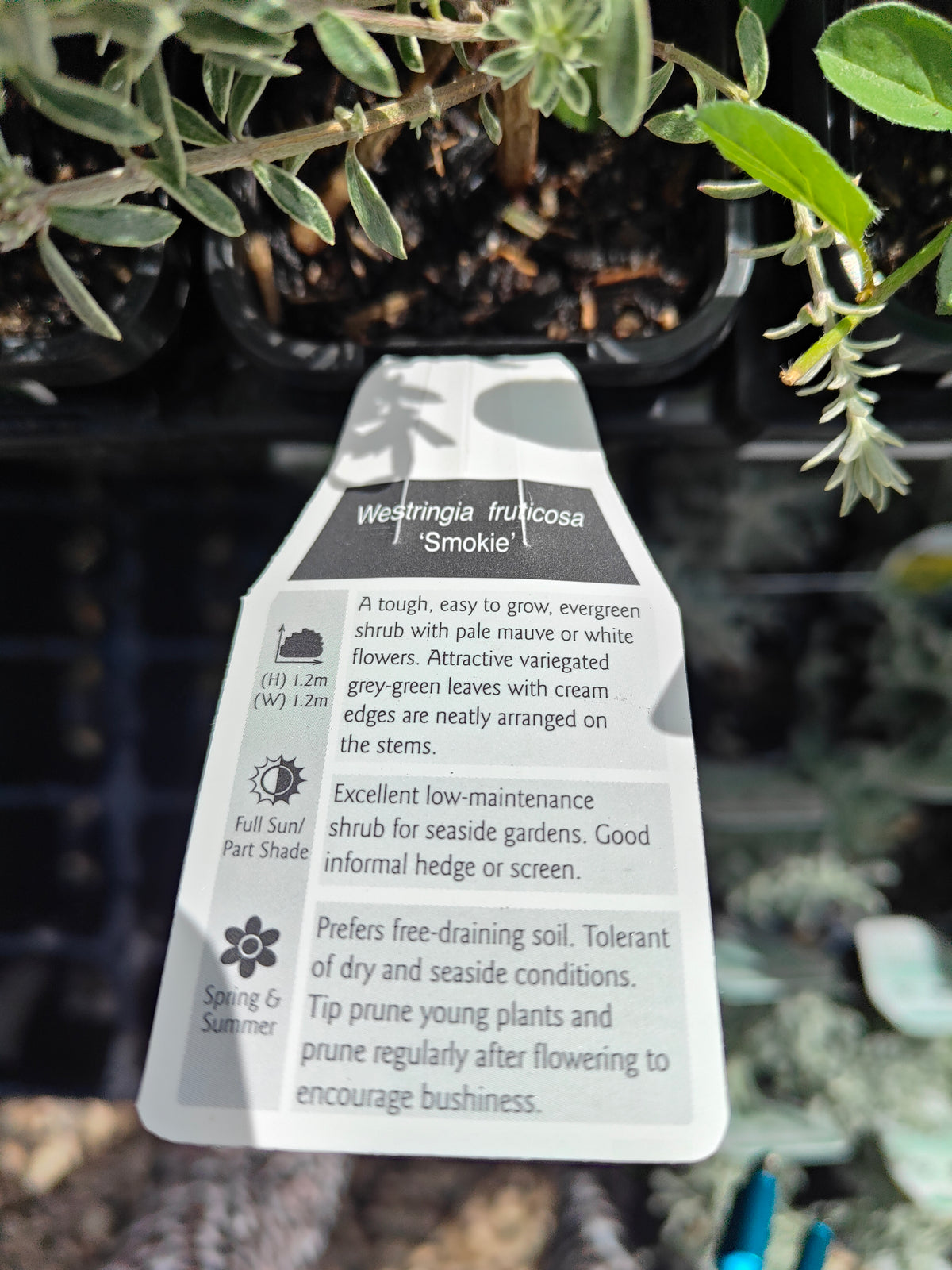 PL0058 Native Rosemary, Coastal Rosemary, Coast Rosemary, Westringia fruticosa Smokey, 澳洲迷迭香、海滨迷迭香、沿海迷迭香, 7 cm Pot