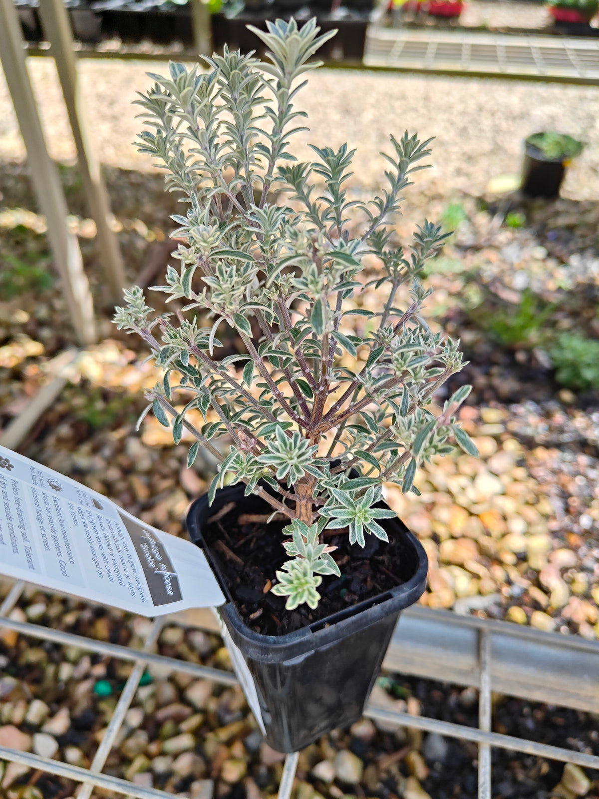 PL0058 Native Rosemary, Coastal Rosemary, Coast Rosemary, Westringia fruticosa Smokey, 澳洲迷迭香、海滨迷迭香、沿海迷迭香, 7 cm Pot