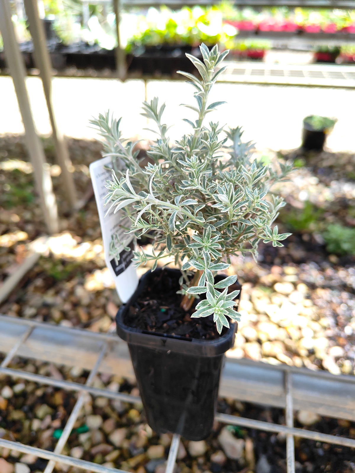 PL0058 Native Rosemary, Coastal Rosemary, Coast Rosemary, Westringia fruticosa Smokey, 澳洲迷迭香、海滨迷迭香、沿海迷迭香, 7 cm Pot