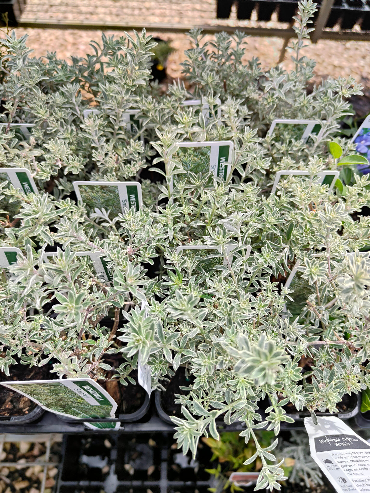 PL0058 Native Rosemary, Coastal Rosemary, Coast Rosemary, Westringia fruticosa Smokey, 澳洲迷迭香、海滨迷迭香、沿海迷迭香, 7 cm Pot