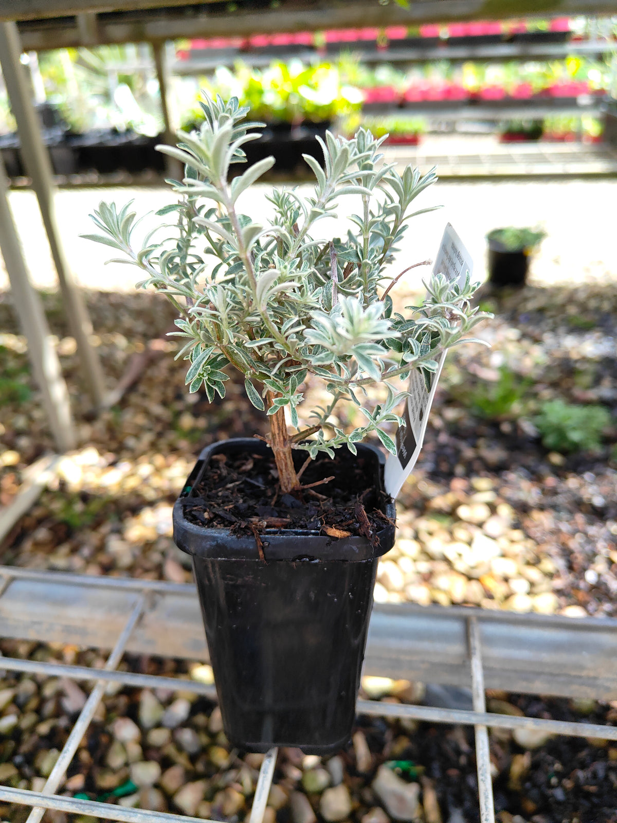 PL0058 Native Rosemary, Coastal Rosemary, Coast Rosemary, Westringia fruticosa Smokey, 澳洲迷迭香、海滨迷迭香、沿海迷迭香, 7 cm Pot