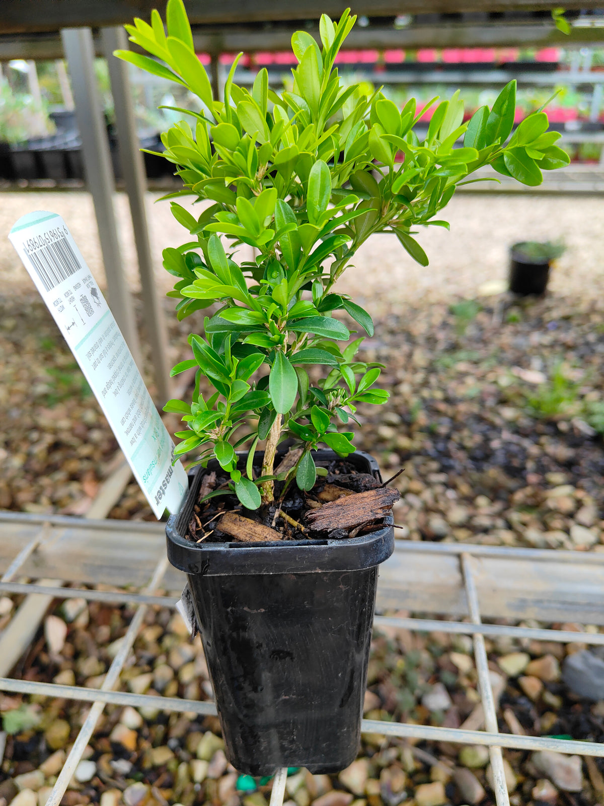PL0057 Korean Box, Korean Boxwood, Buxus microphylla Koreana, 韩国黄杨、韩国小叶黄杨, 7 cm Pot