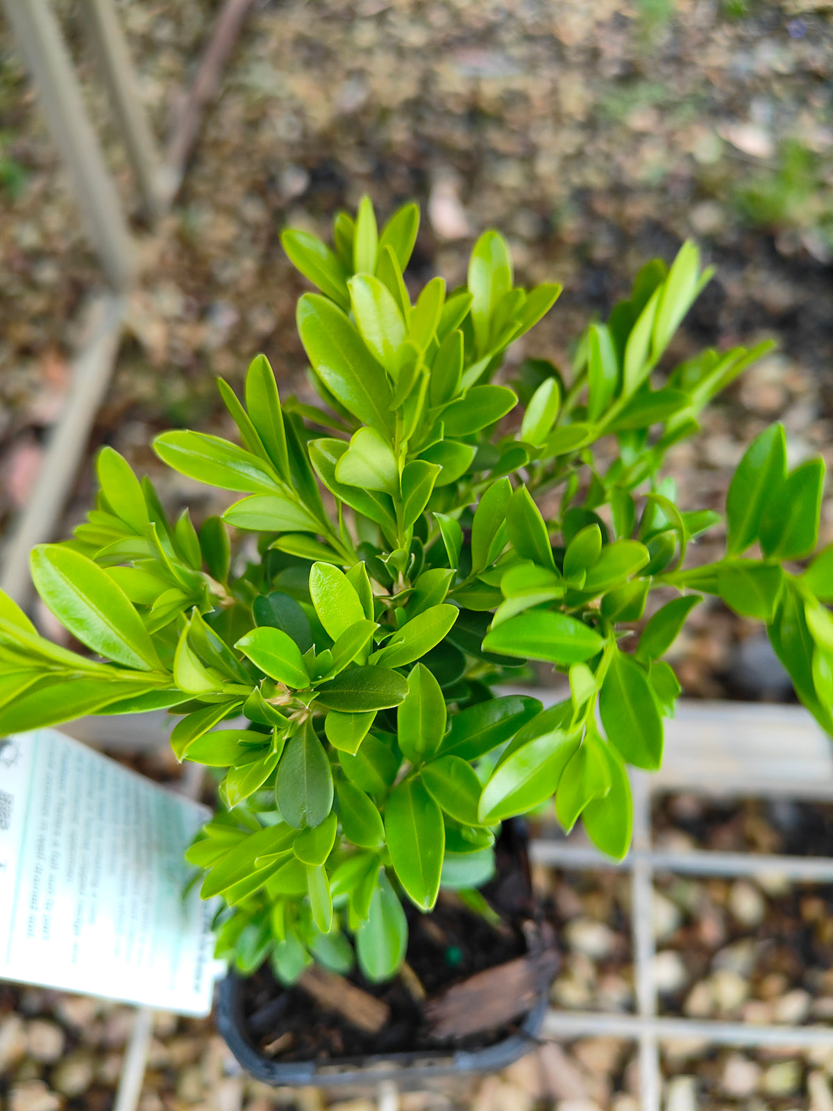 PL0057 Korean Box, Korean Boxwood, Buxus microphylla Koreana, 韩国黄杨、韩国小叶黄杨, 7 cm Pot