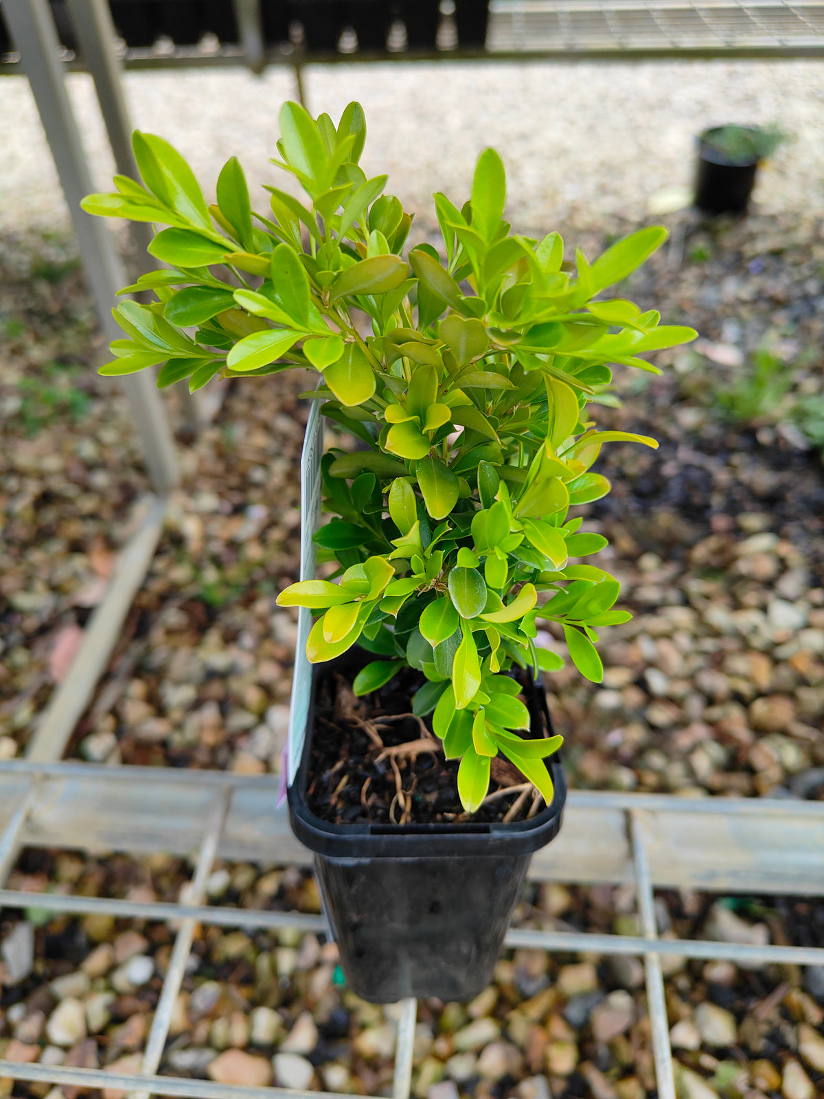 PL0057 Korean Box, Korean Boxwood, Buxus microphylla Koreana, 韩国黄杨、韩国小叶黄杨, 7 cm Pot