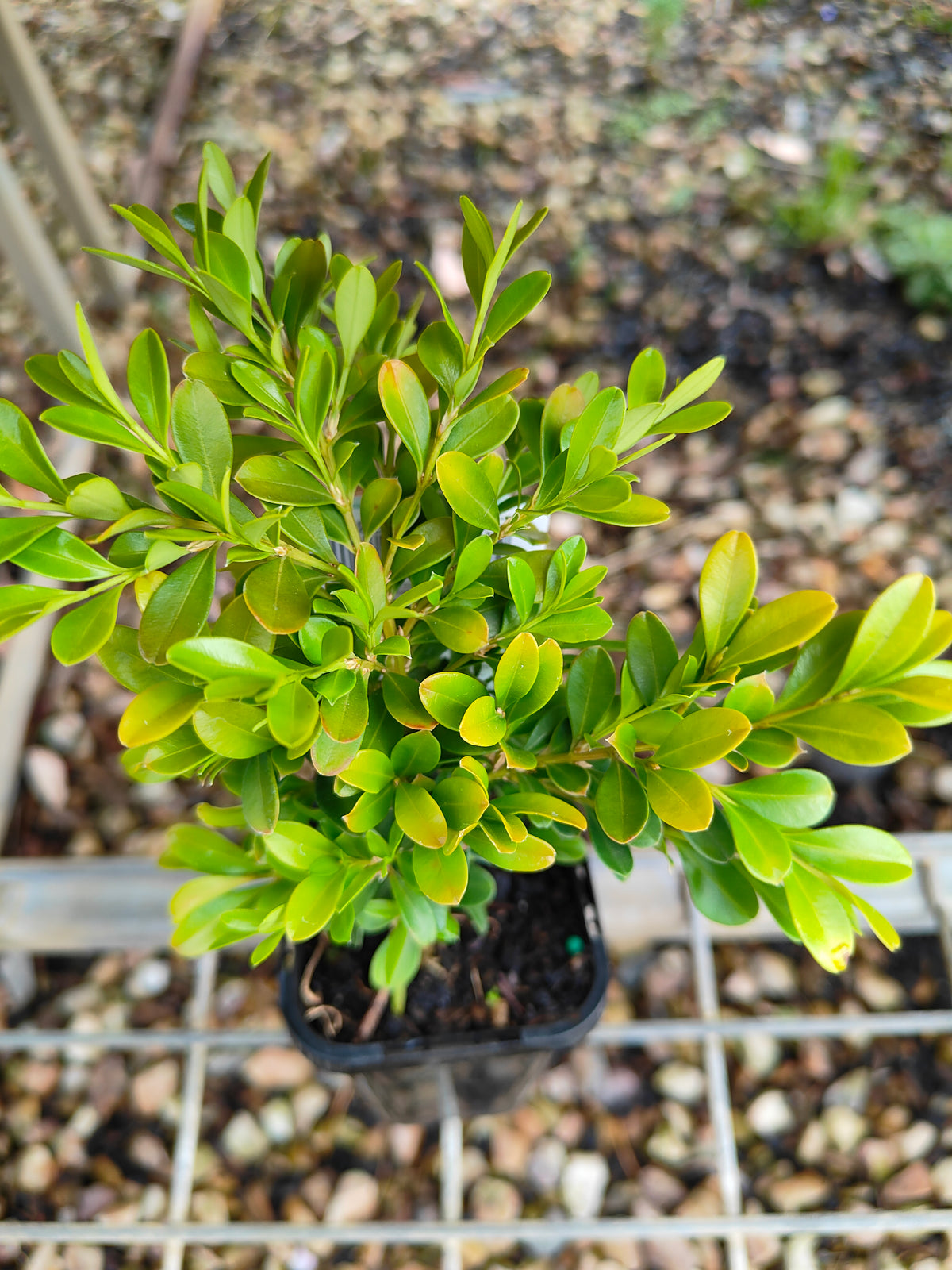 PL0057 Korean Box, Korean Boxwood, Buxus microphylla Koreana, 韩国黄杨、韩国小叶黄杨, 7 cm Pot
