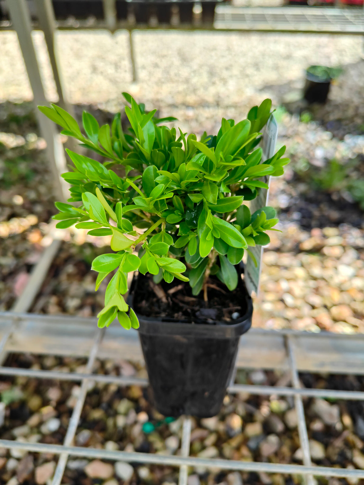 PL0057 Korean Box, Korean Boxwood, Buxus microphylla Koreana, 韩国黄杨、韩国小叶黄杨, 7 cm Pot