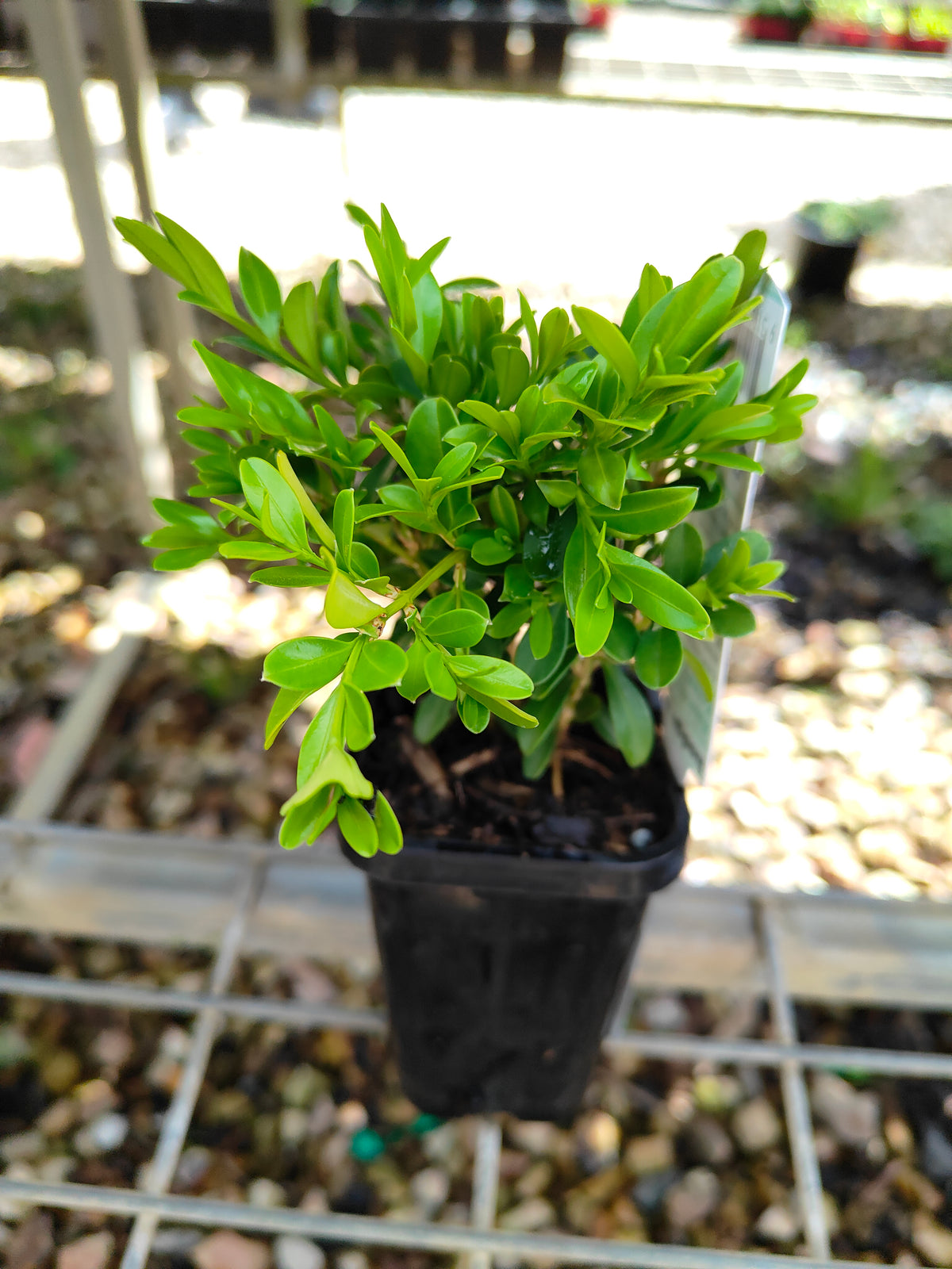 PL0057 Korean Box, Korean Boxwood, Buxus microphylla Koreana, 韩国黄杨、韩国小叶黄杨, 7 cm Pot