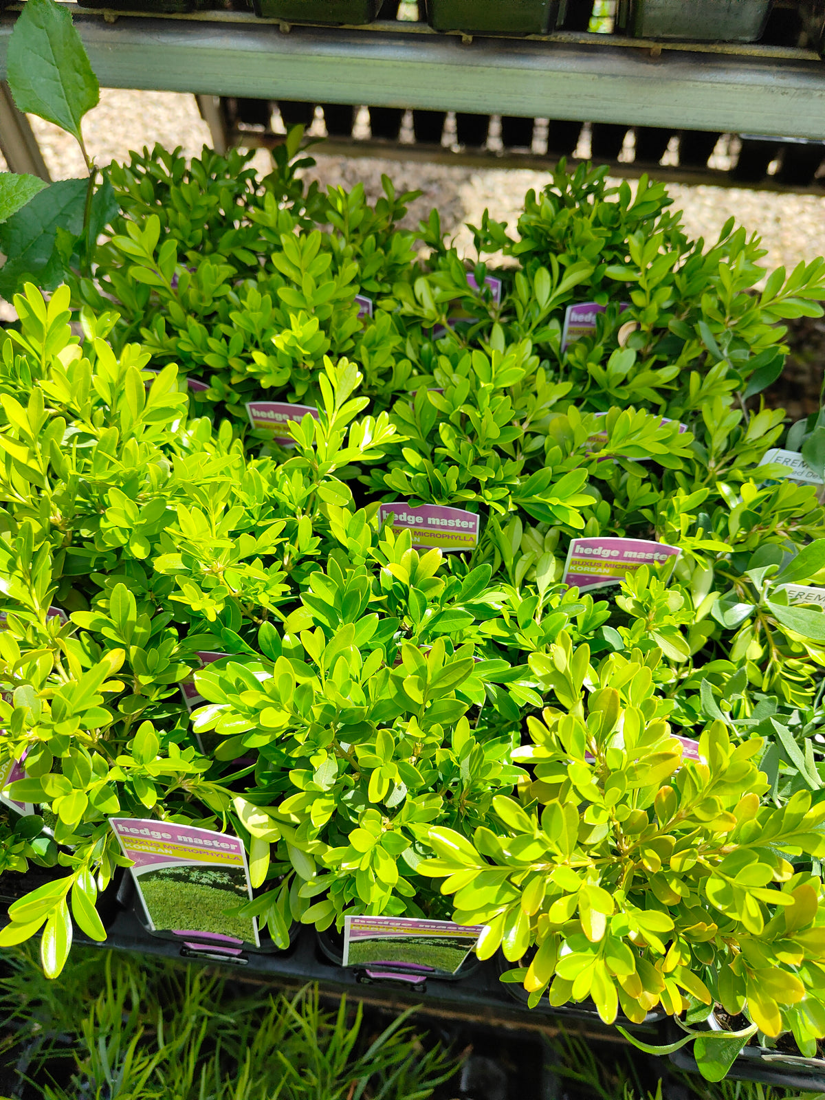 PL0057 Korean Box, Korean Boxwood, Buxus microphylla Koreana, 韩国黄杨、韩国小叶黄杨, 7 cm Pot