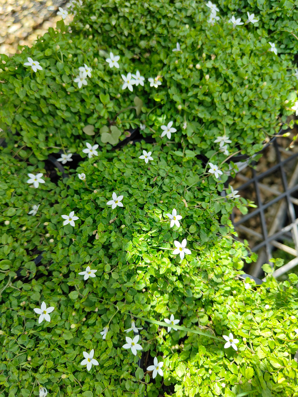 PL0056 Matted Pratia, Trailing Pratia, Blue Star Creeper, Pratia pedunculata, 垫状普拉蒂亚草、蔓生普拉蒂亚草、蓝星爬地草, 匍匐普拉蒂亚草, 10 cm pot