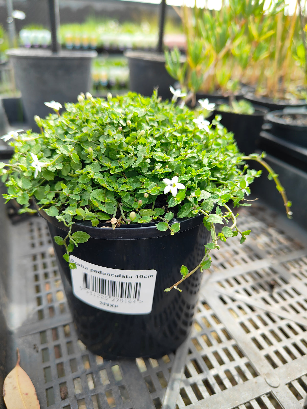 PL0056 Matted Pratia, Trailing Pratia, Blue Star Creeper, Pratia pedunculata, 垫状普拉蒂亚草、蔓生普拉蒂亚草、蓝星爬地草, 匍匐普拉蒂亚草, 10 cm pot