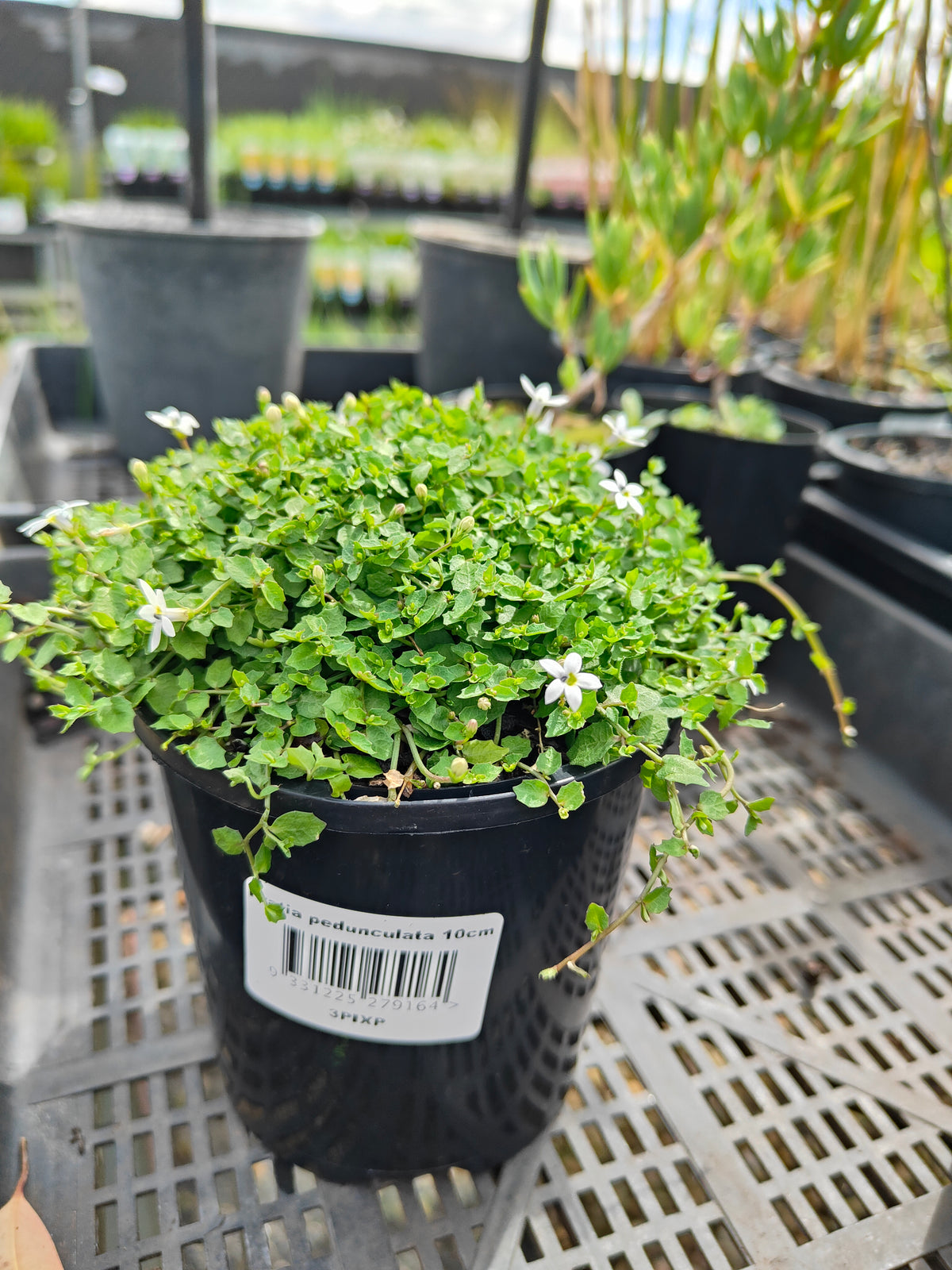 PL0056 Matted Pratia, Trailing Pratia, Blue Star Creeper, Pratia pedunculata, 垫状普拉蒂亚草、蔓生普拉蒂亚草、蓝星爬地草, 匍匐普拉蒂亚草, 10 cm pot