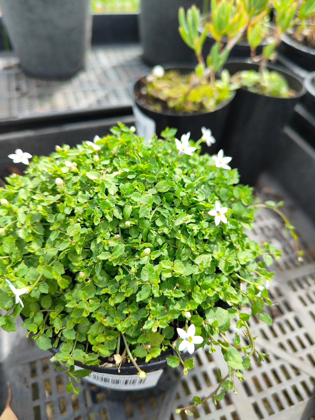 PL0056 Matted Pratia, Trailing Pratia, Blue Star Creeper, Pratia pedunculata, 垫状普拉蒂亚草、蔓生普拉蒂亚草、蓝星爬地草, 匍匐普拉蒂亚草, 10 cm pot