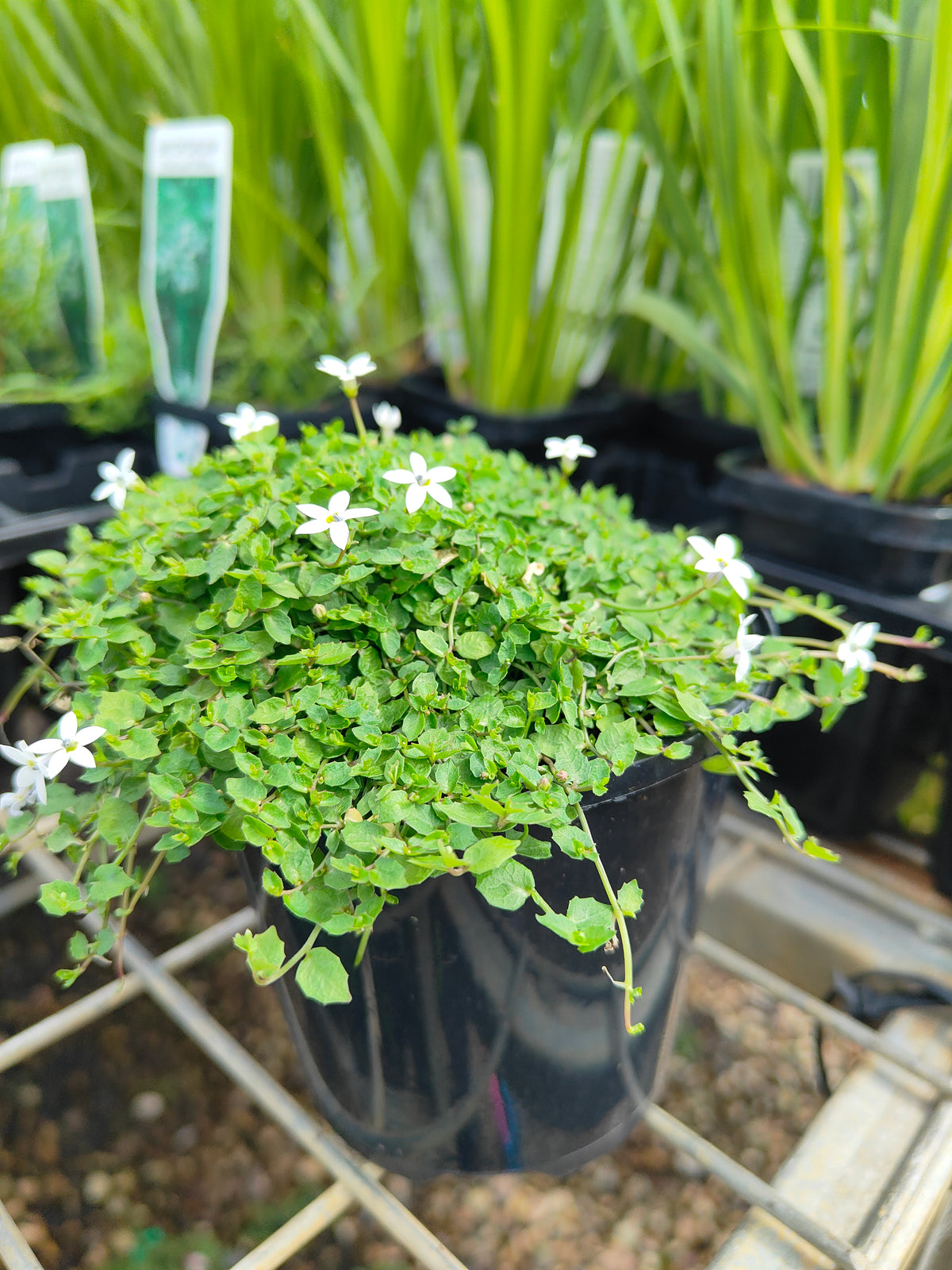 PL0056 Matted Pratia, Trailing Pratia, Blue Star Creeper, Pratia pedunculata, 垫状普拉蒂亚草、蔓生普拉蒂亚草、蓝星爬地草, 匍匐普拉蒂亚草, 10 cm pot