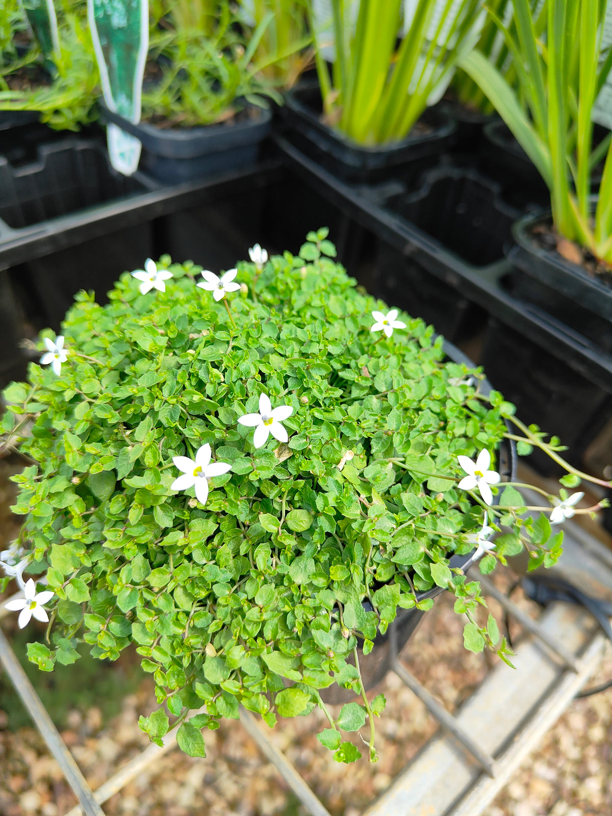 PL0056 Matted Pratia, Trailing Pratia, Blue Star Creeper, Pratia pedunculata, 垫状普拉蒂亚草、蔓生普拉蒂亚草、蓝星爬地草, 匍匐普拉蒂亚草, 10 cm pot