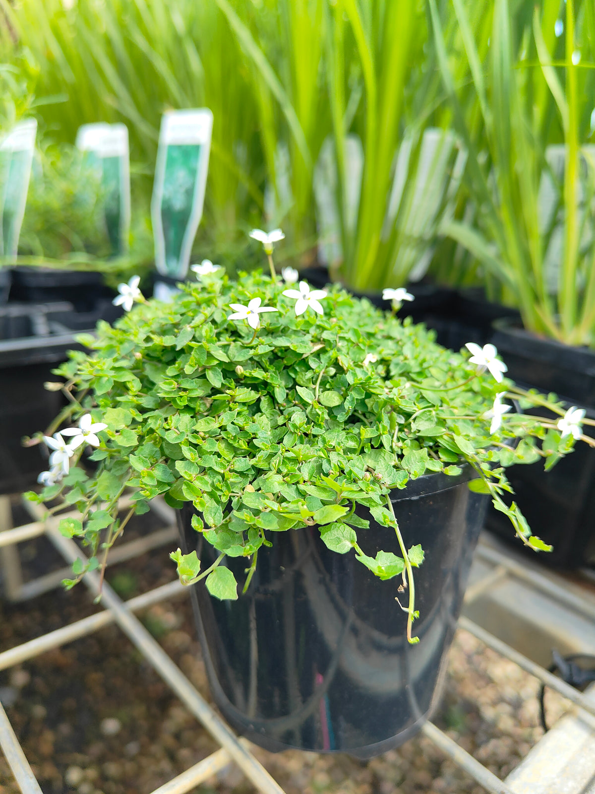 PL0056 Matted Pratia, Trailing Pratia, Blue Star Creeper, Pratia pedunculata, 垫状普拉蒂亚草、蔓生普拉蒂亚草、蓝星爬地草, 匍匐普拉蒂亚草, 10 cm pot