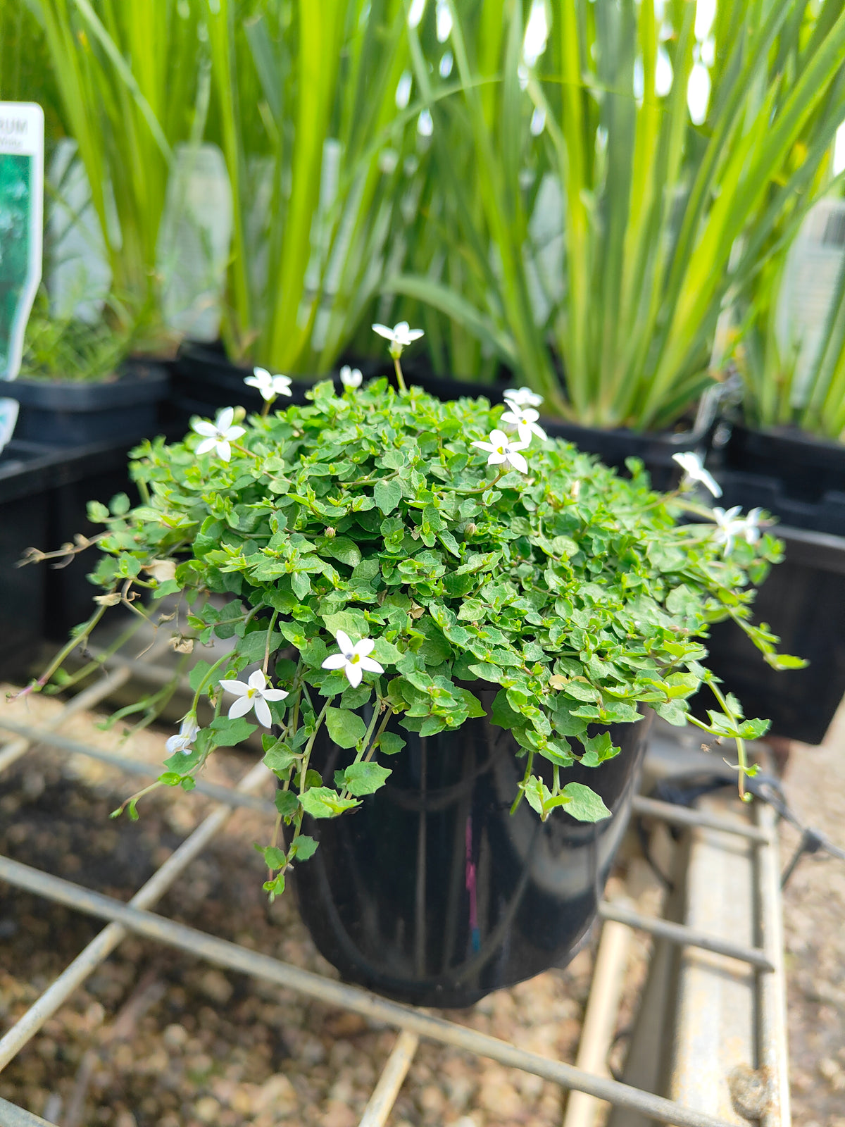 PL0056 Matted Pratia, Trailing Pratia, Blue Star Creeper, Pratia pedunculata, 垫状普拉蒂亚草、蔓生普拉蒂亚草、蓝星爬地草, 匍匐普拉蒂亚草, 10 cm pot