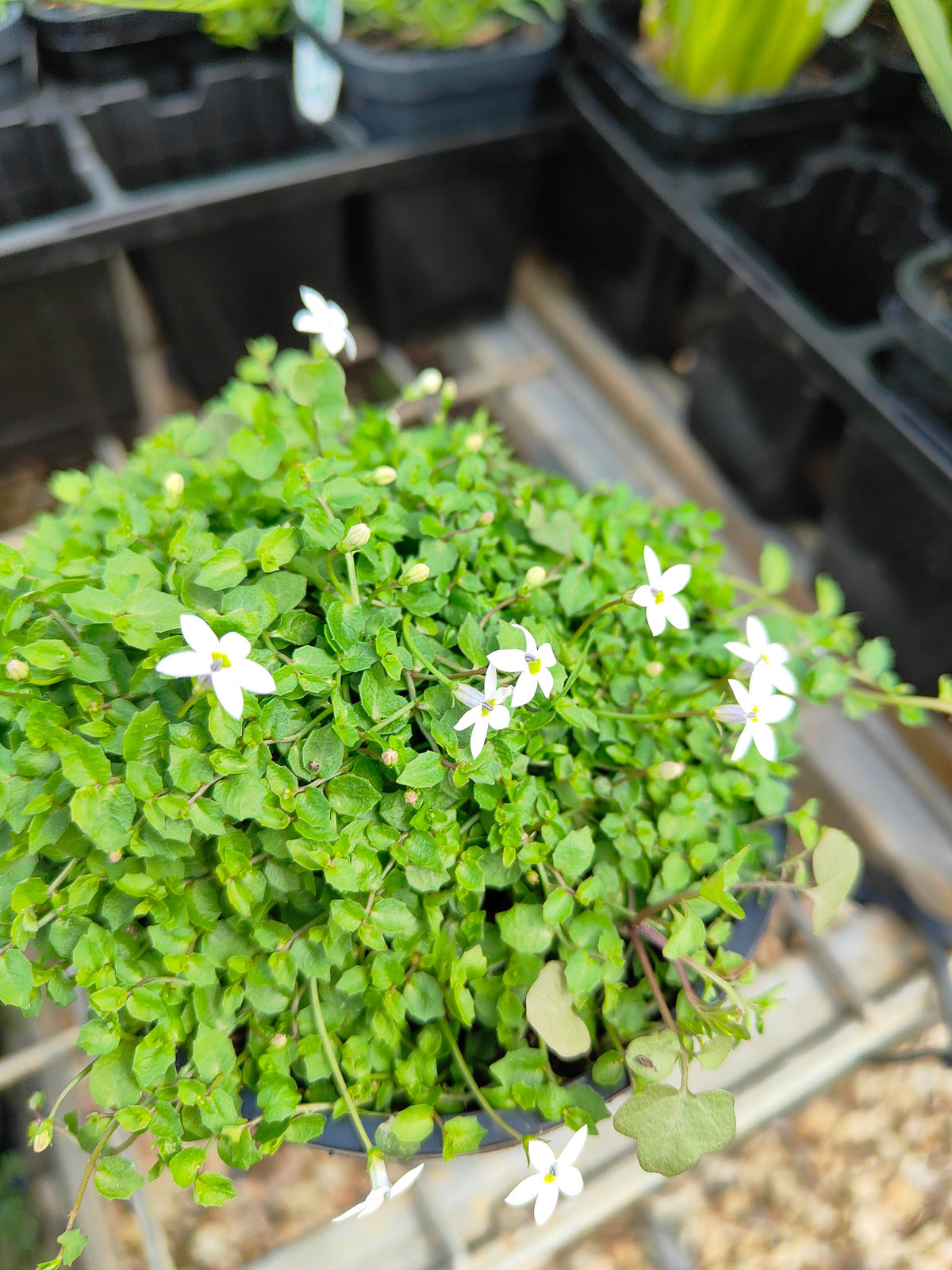 PL0056 Matted Pratia, Trailing Pratia, Blue Star Creeper, Pratia pedunculata, 垫状普拉蒂亚草、蔓生普拉蒂亚草、蓝星爬地草, 匍匐普拉蒂亚草, 10 cm pot