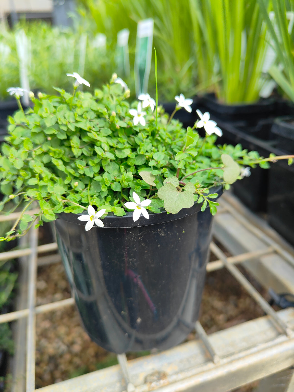 PL0056 Matted Pratia, Trailing Pratia, Blue Star Creeper, Pratia pedunculata, 垫状普拉蒂亚草、蔓生普拉蒂亚草、蓝星爬地草, 匍匐普拉蒂亚草, 10 cm pot