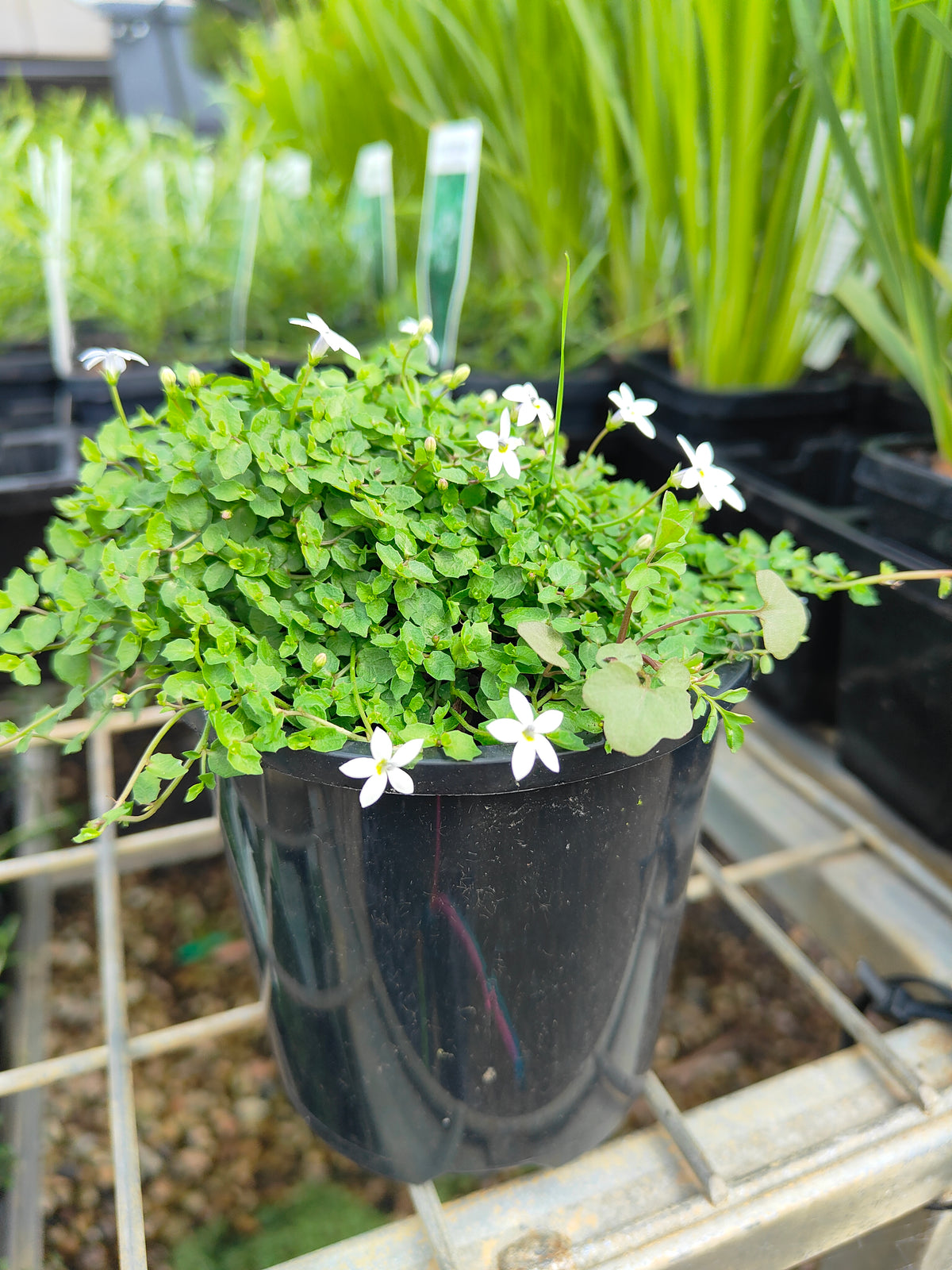 PL0056 Matted Pratia, Trailing Pratia, Blue Star Creeper, Pratia pedunculata, 垫状普拉蒂亚草、蔓生普拉蒂亚草、蓝星爬地草, 匍匐普拉蒂亚草, 10 cm pot