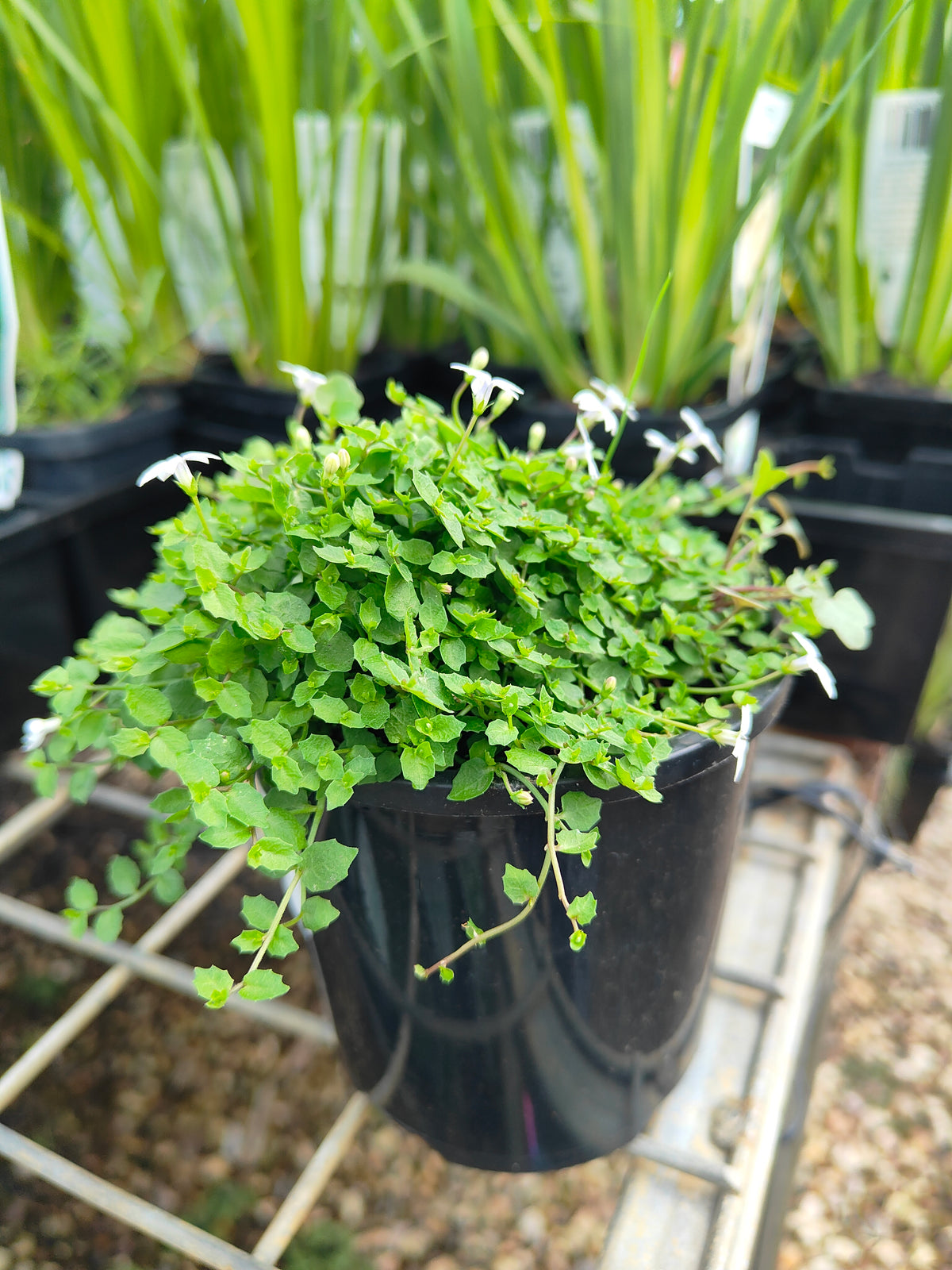 PL0056 Matted Pratia, Trailing Pratia, Blue Star Creeper, Pratia pedunculata, 垫状普拉蒂亚草、蔓生普拉蒂亚草、蓝星爬地草, 匍匐普拉蒂亚草, 10 cm pot