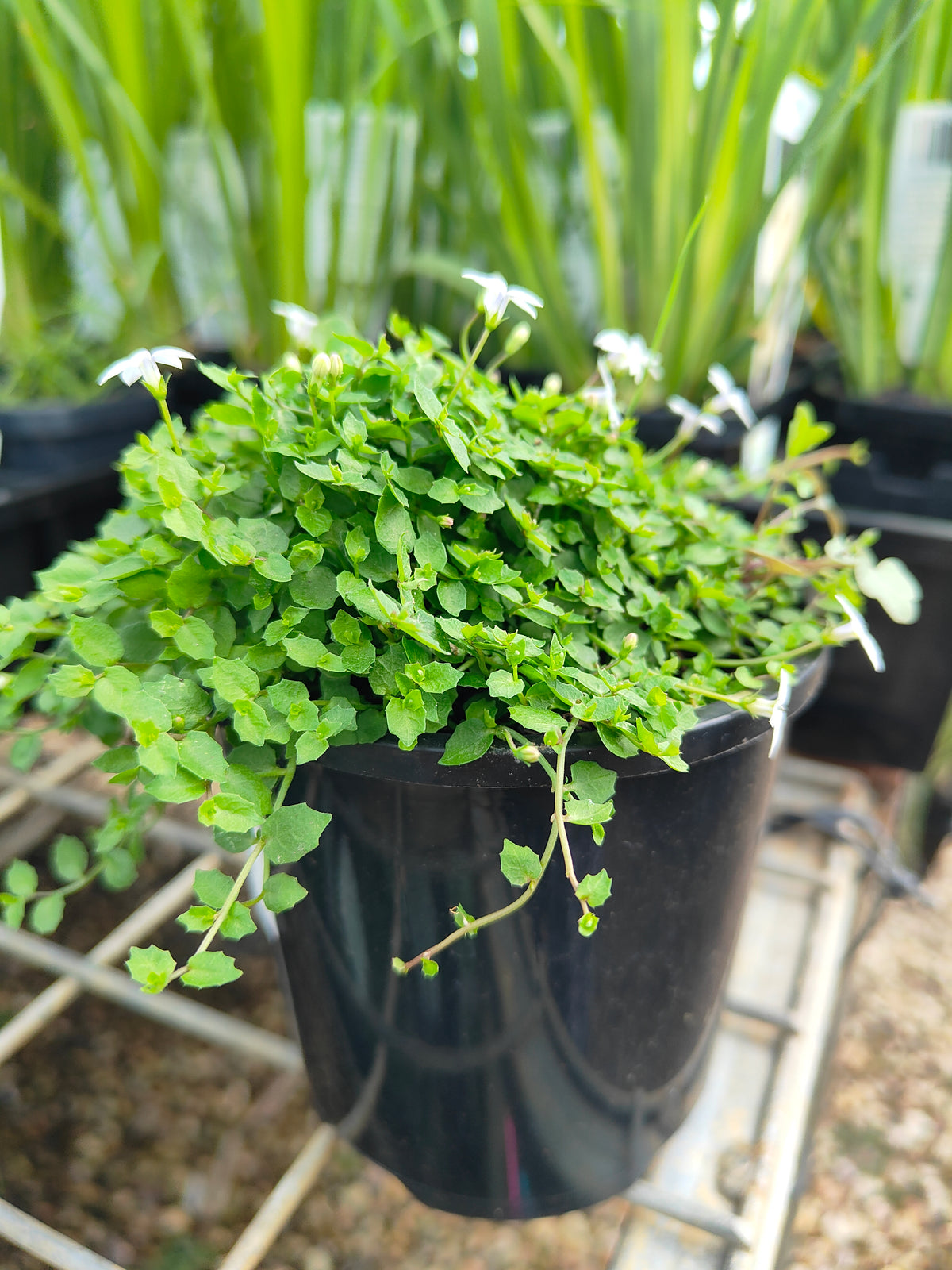 PL0056 Matted Pratia, Trailing Pratia, Blue Star Creeper, Pratia pedunculata, 垫状普拉蒂亚草、蔓生普拉蒂亚草、蓝星爬地草, 匍匐普拉蒂亚草, 10 cm pot