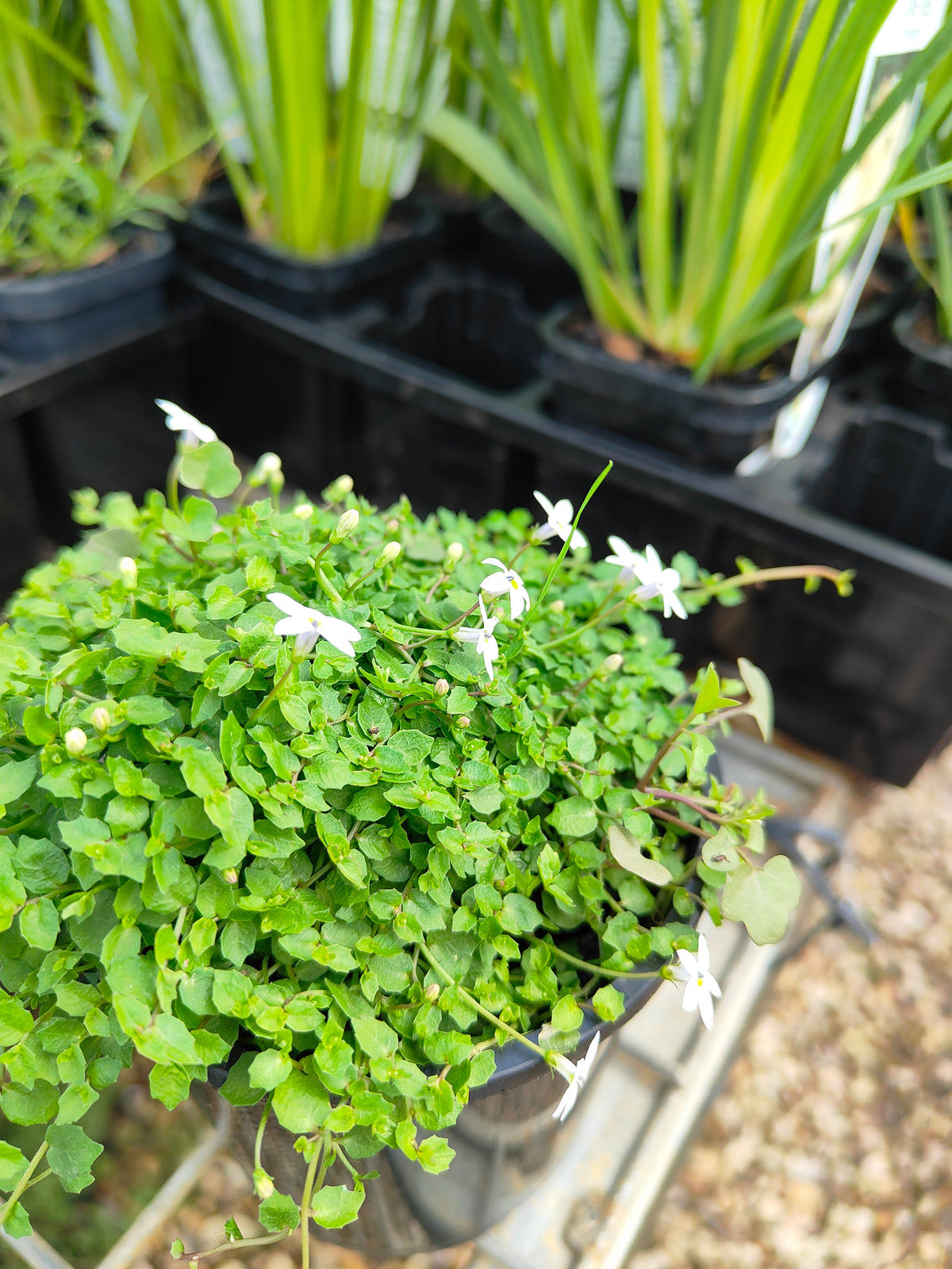 PL0056 Matted Pratia, Trailing Pratia, Blue Star Creeper, Pratia pedunculata, 垫状普拉蒂亚草、蔓生普拉蒂亚草、蓝星爬地草, 匍匐普拉蒂亚草, 10 cm pot