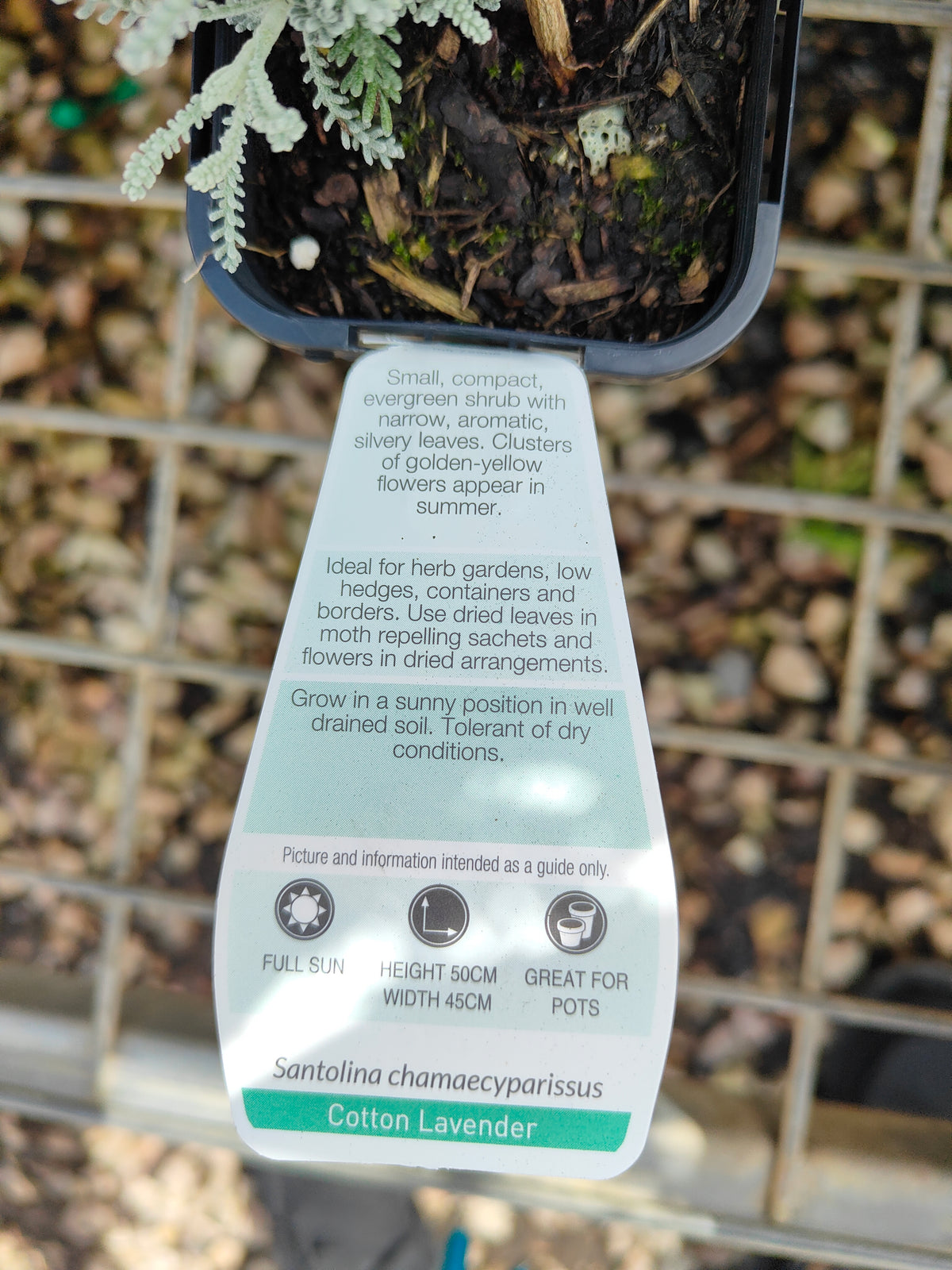 PL0055 Matted Pratia, Trailing Pratia, Blue Star Creeper, Pratia pedunculata 铺地普拉蒂 匍匐普拉特草, 14cm pot