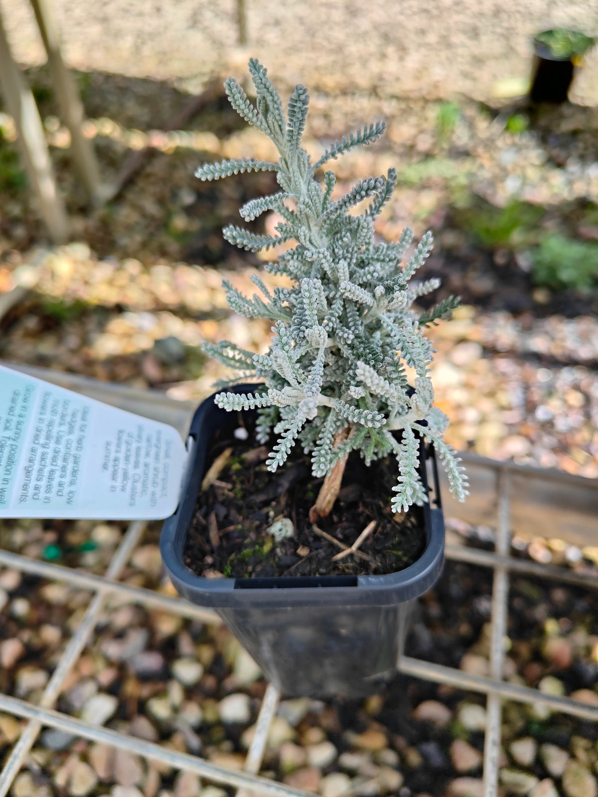 PL0055 Matted Pratia, Trailing Pratia, Blue Star Creeper, Pratia pedunculata 铺地普拉蒂 匍匐普拉特草, 14cm pot
