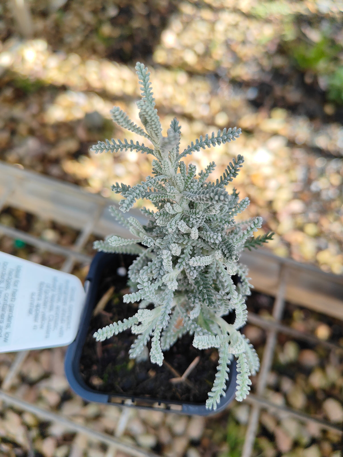 PL0055 Matted Pratia, Trailing Pratia, Blue Star Creeper, Pratia pedunculata 铺地普拉蒂 匍匐普拉特草, 14cm pot