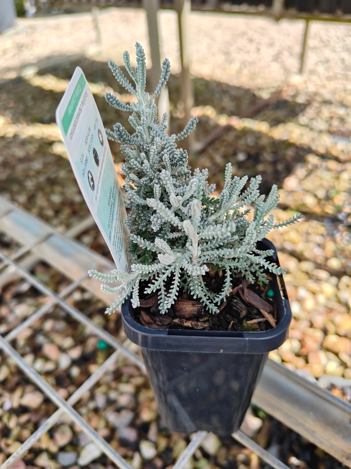PL0055 Matted Pratia, Trailing Pratia, Blue Star Creeper, Pratia pedunculata 铺地普拉蒂 匍匐普拉特草, 14cm pot
